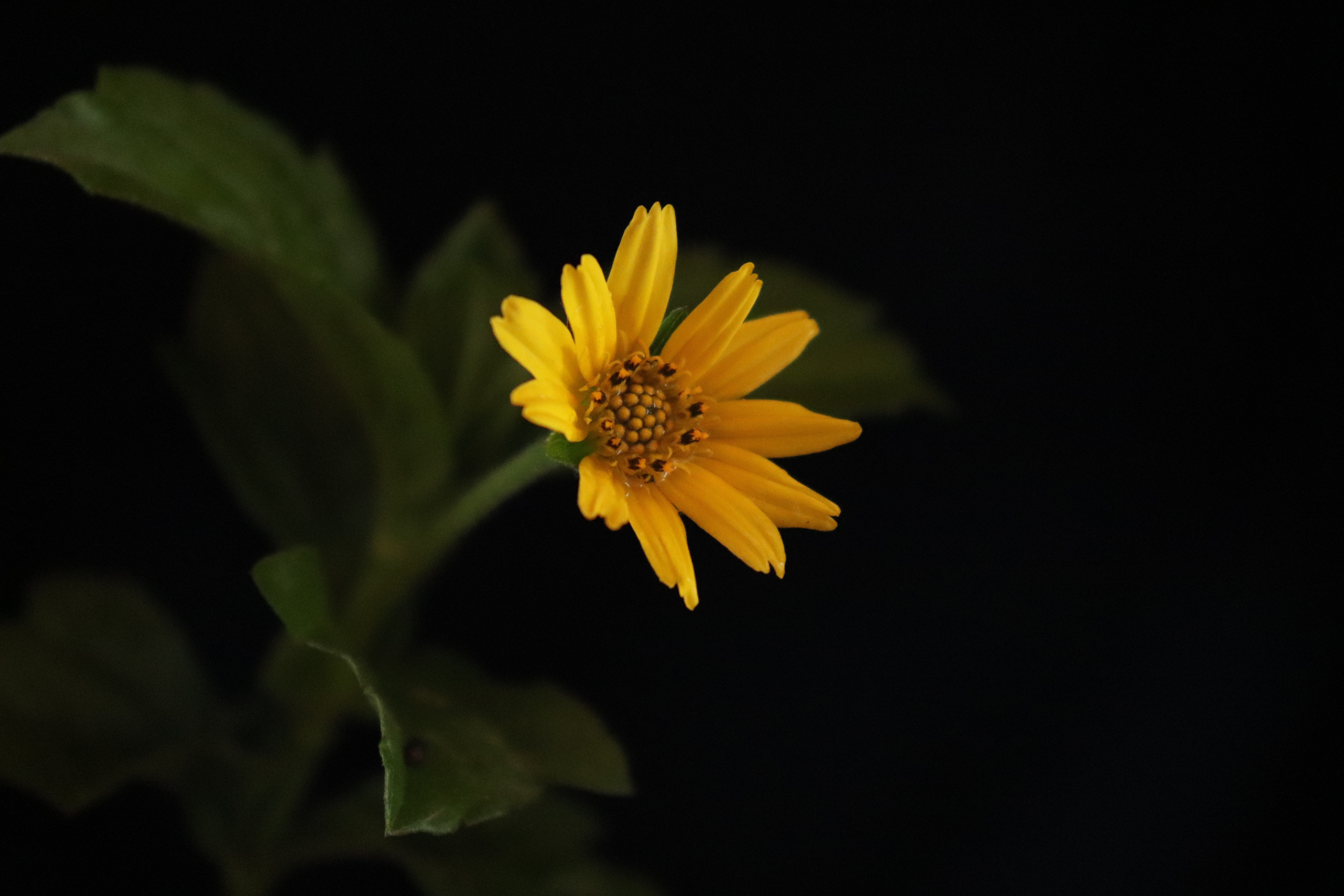 Free Image, flowers, yellow, dark, green, leaves, flower, petal, flowering plant, sunflower, close up, botany, wildflower, leaf, sky, macro photography, pollen, jerusalem artichoke, daisy family, annual plant, plant stem, still life