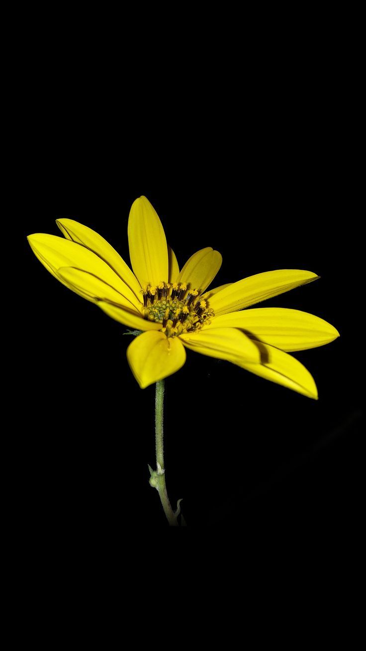 Dark Red Yellow Flowers Petals Wallpapers - Wallpaper Cave
