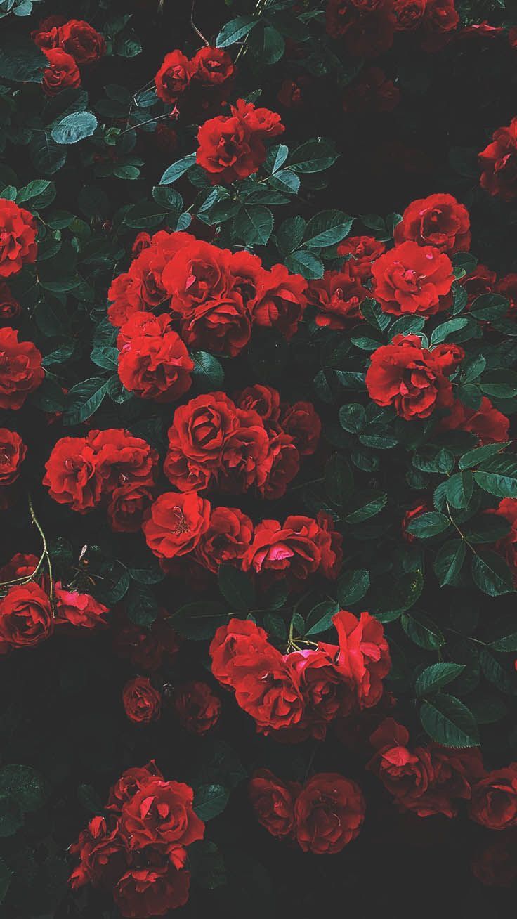 flowers #red #wallpaper #android #iphone #beautiful. Floral wallpaper iphone, Wallpaper iphone roses, Dark red wallpaper