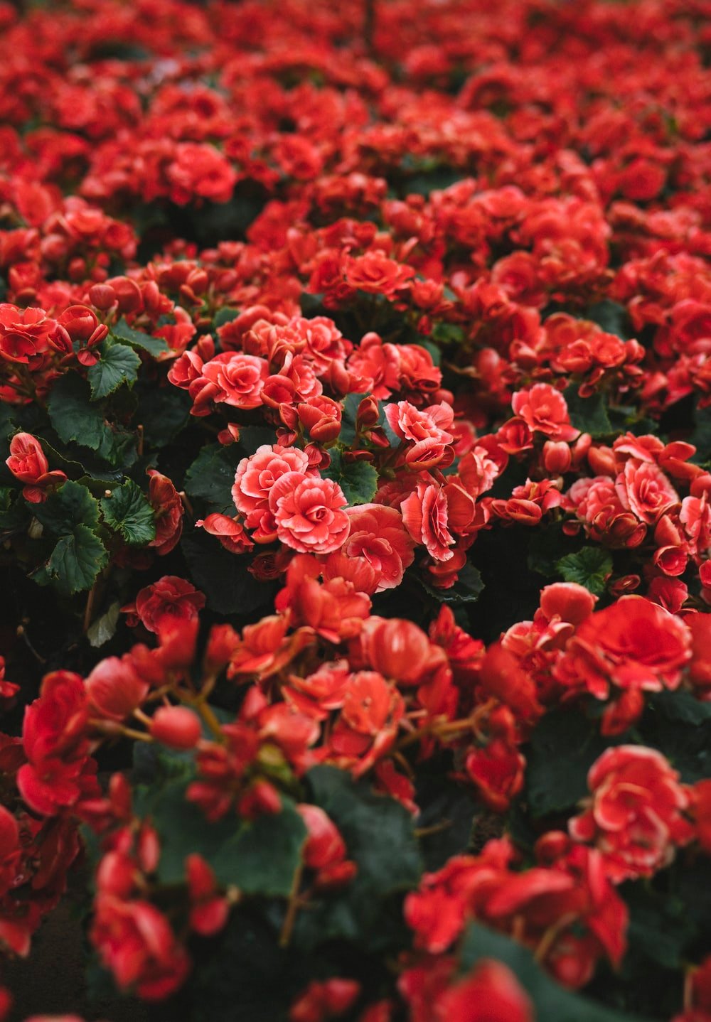 Red Floral Picture. Download Free Image