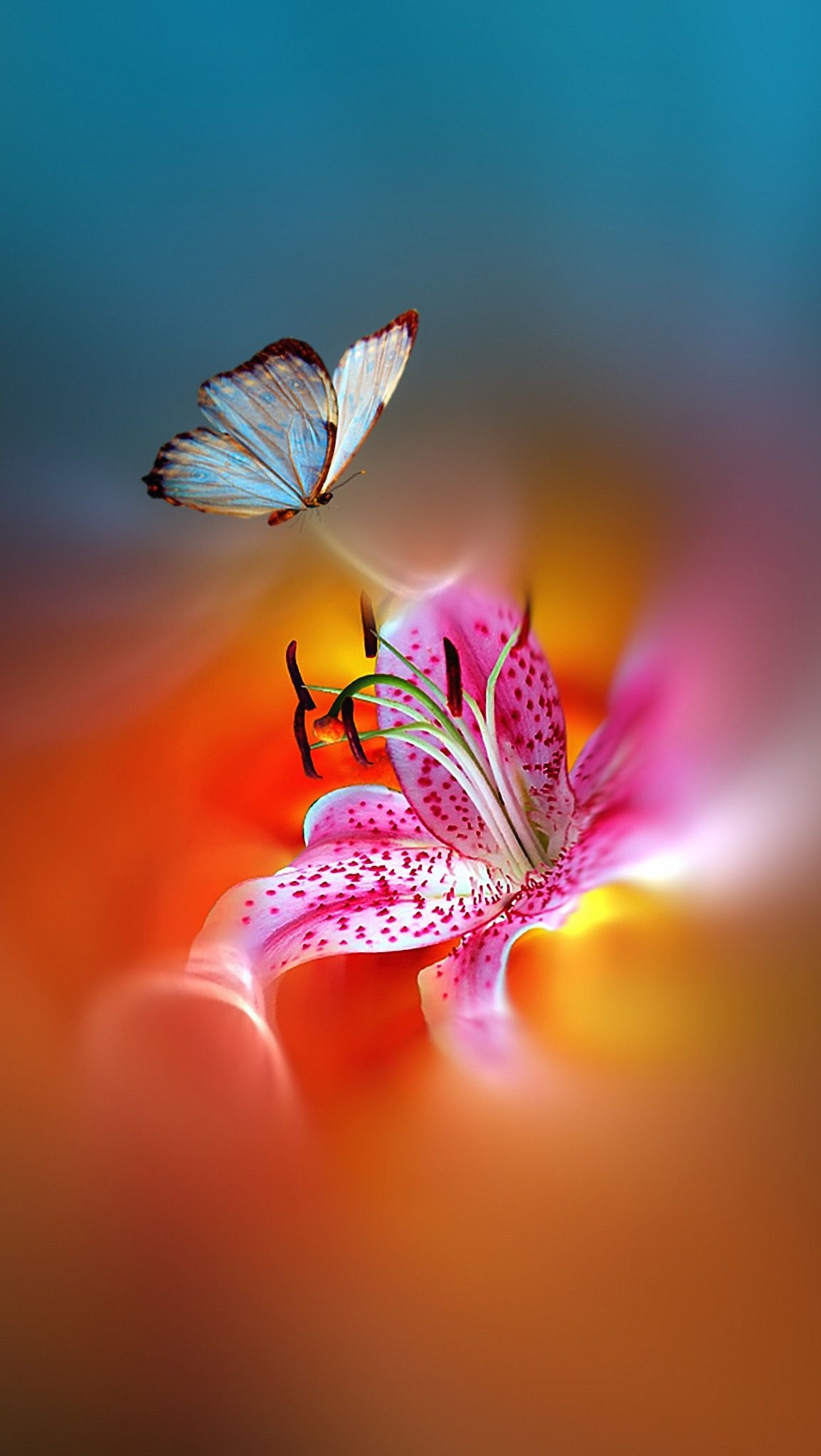 Amazing Nature Butterfly Wallpaper Free Amazing Nature Butterfly Background