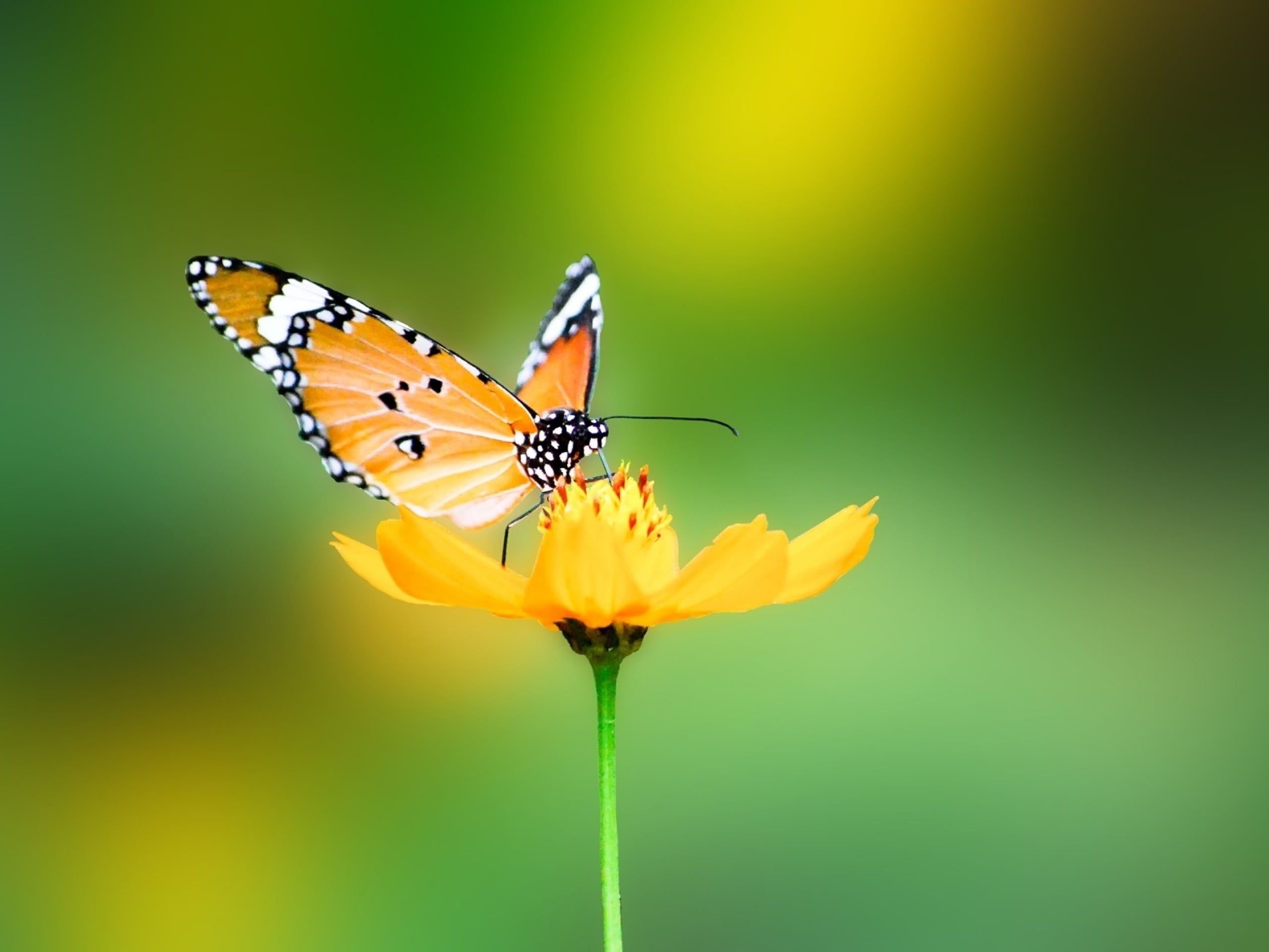Nature Butterfly Wallpaper, HD Nature Butterfly Background on WallpaperBat