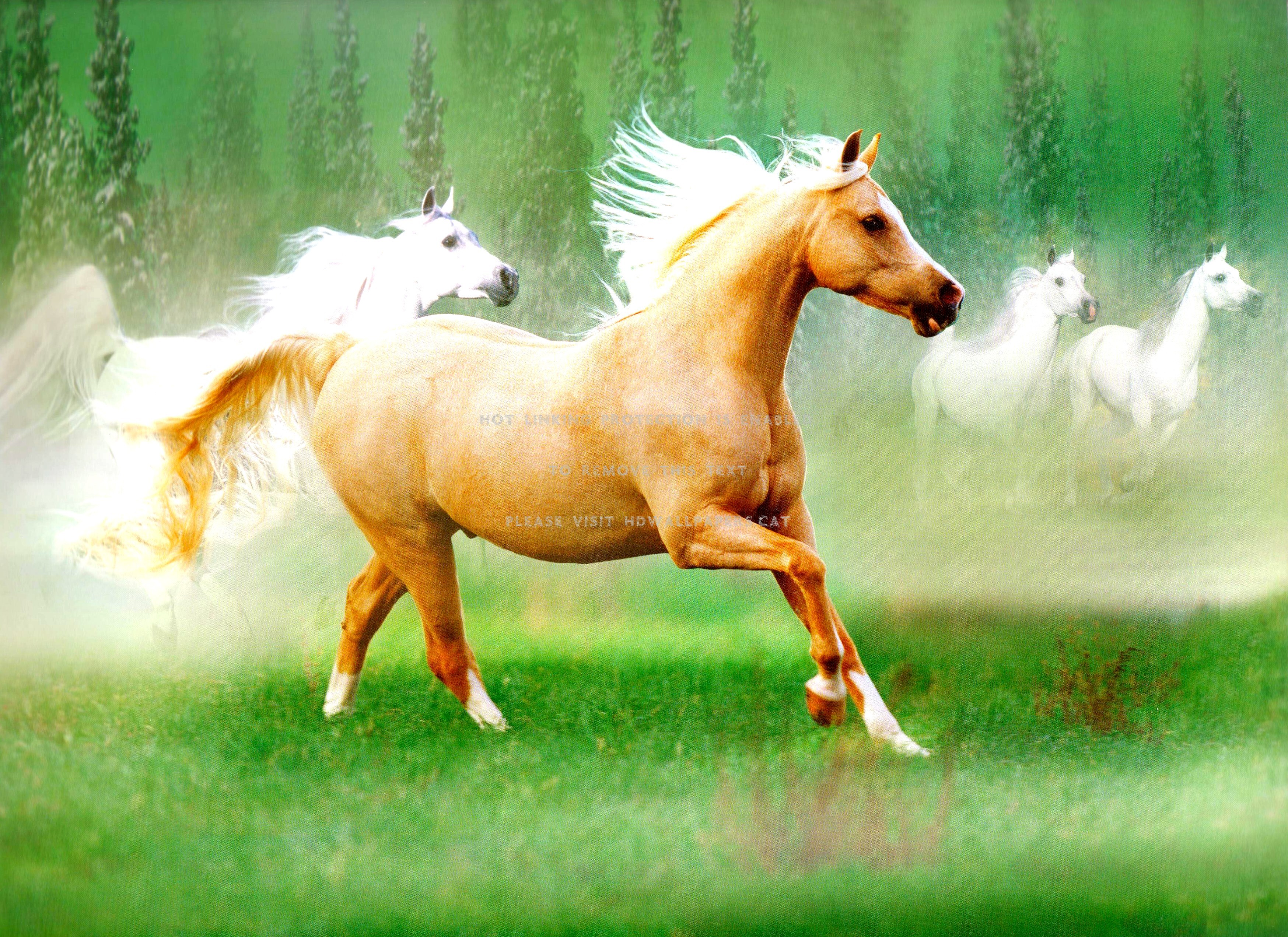misty meadow run palomino horses beautiful