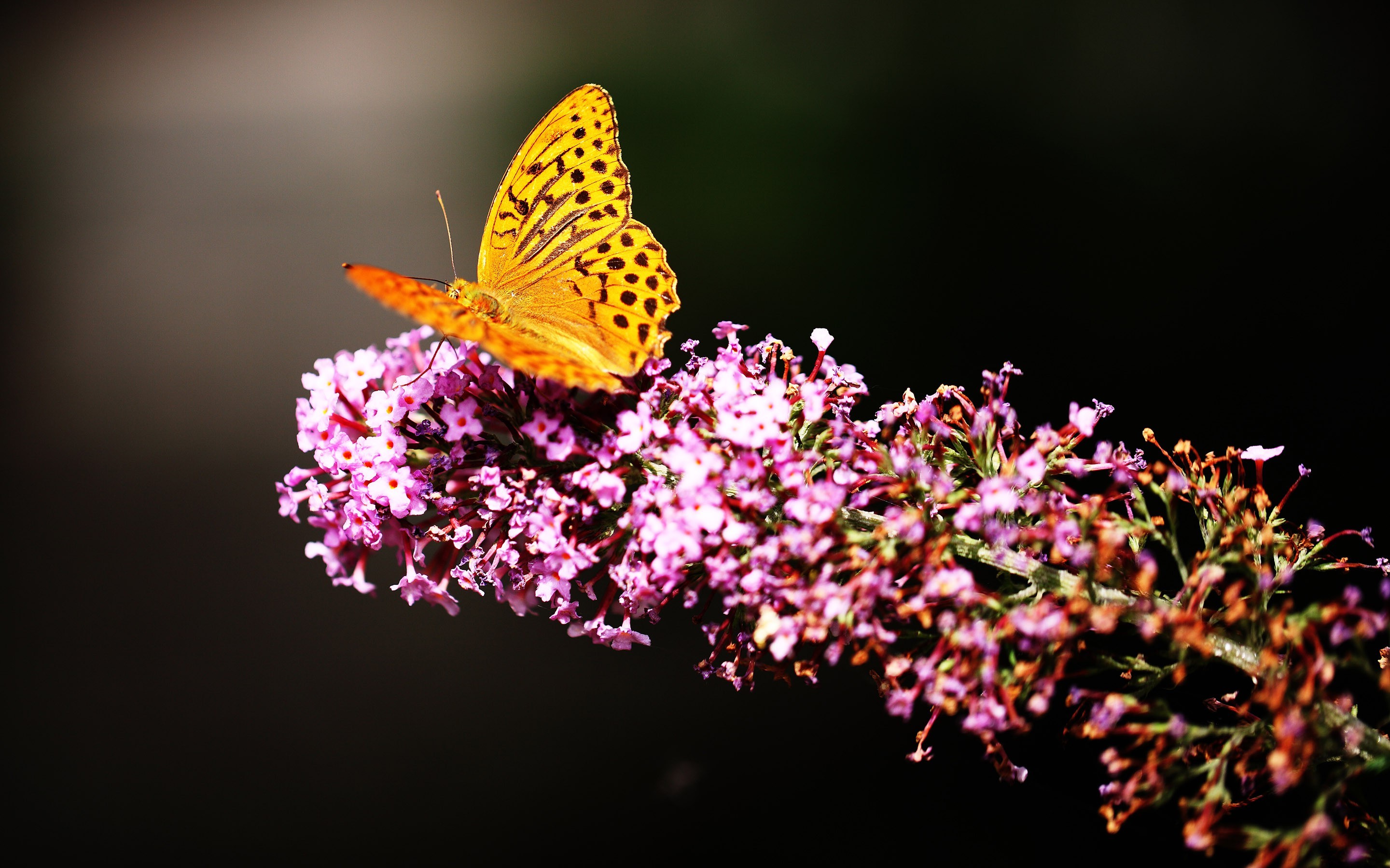 nature flowers butterfly HD wallpaper, Background