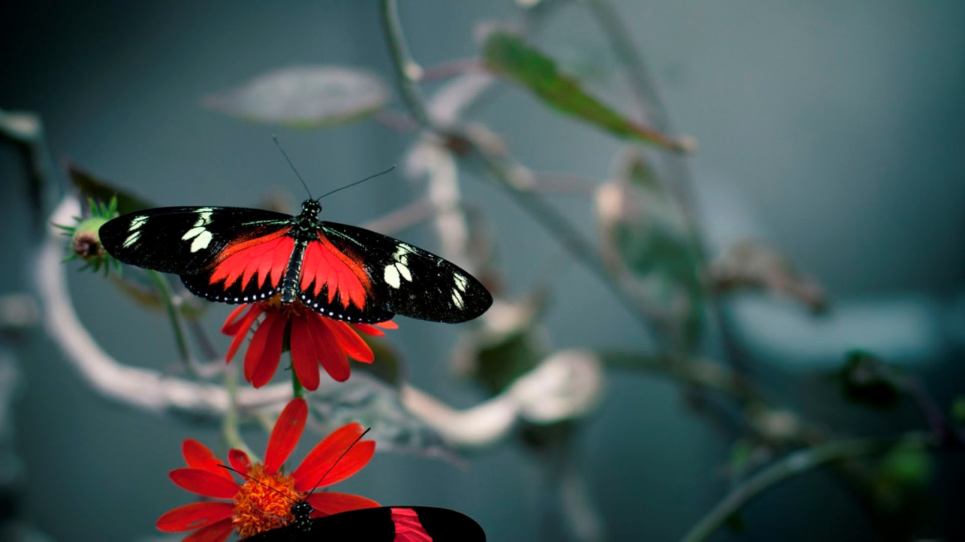 butterfly wallpaper desktop background free HD wallpaper, Background