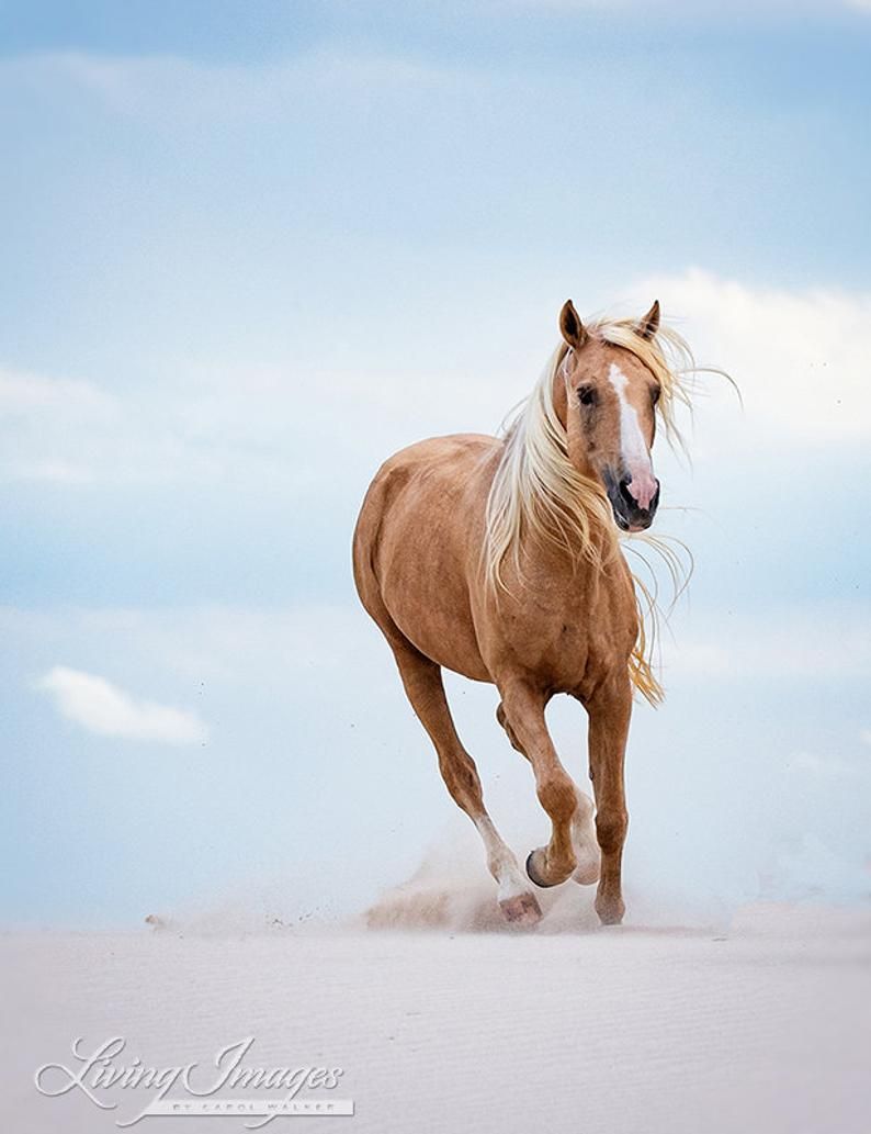 Horses. Horses, Palomino horse, Horse photography