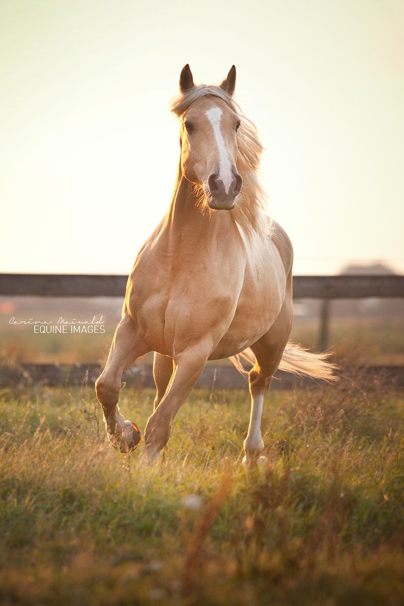 Caterpiii: Criollo Rubio By *equine Image. Horses, Beautiful Horses, Palomino Horse