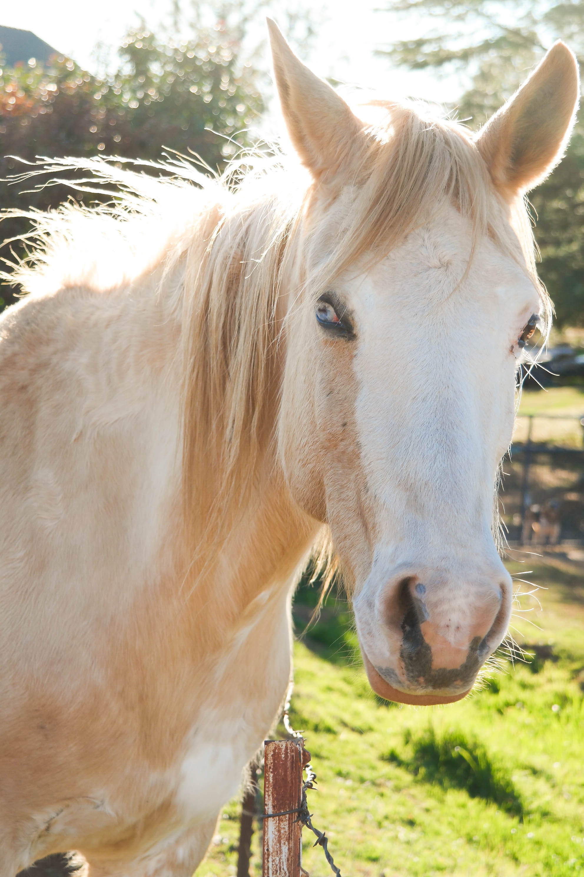 Palomino Horse In Sunlight iPhone Wallpaper