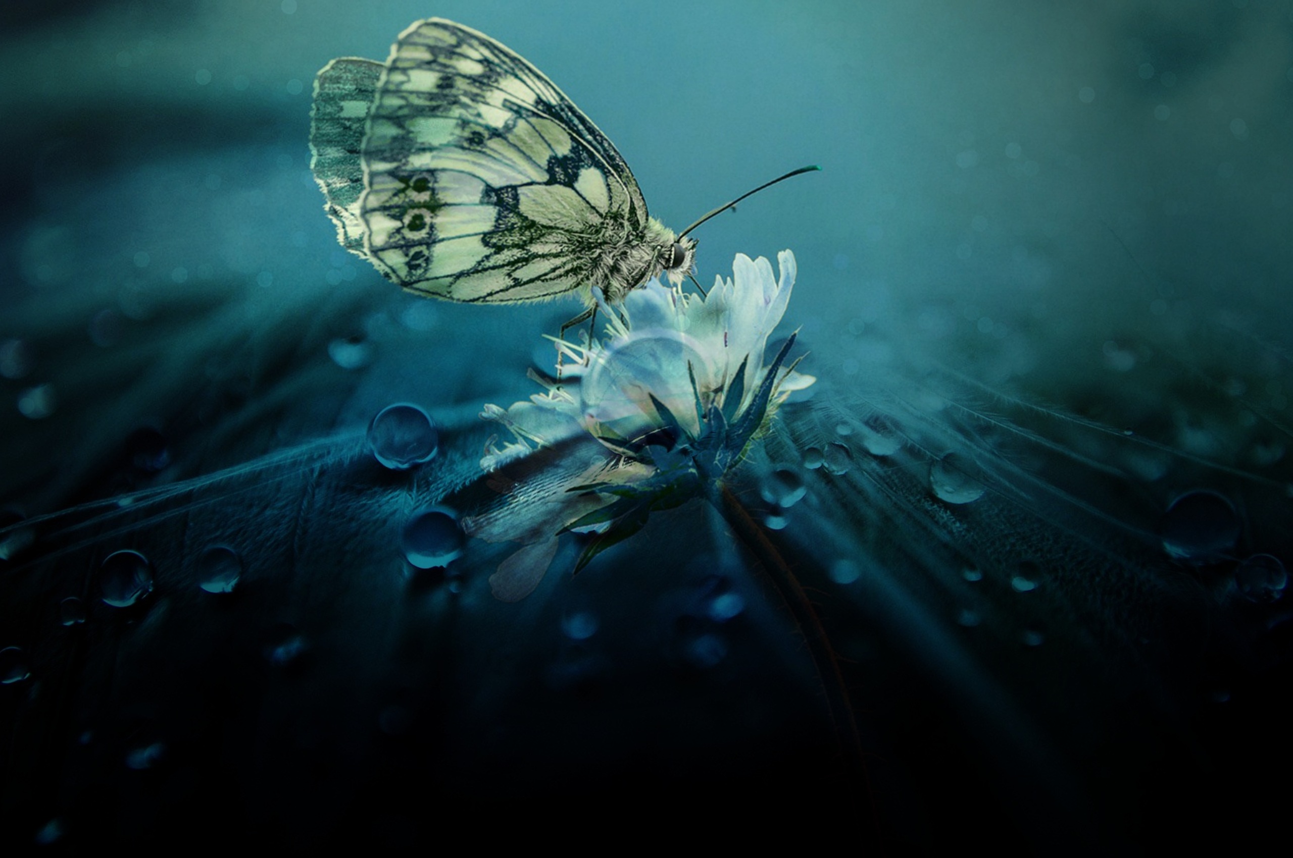 Beautiful Butterfly Nature Chromebook Pixel HD 4k Wallpaper, Image, Background, Photo and Picture