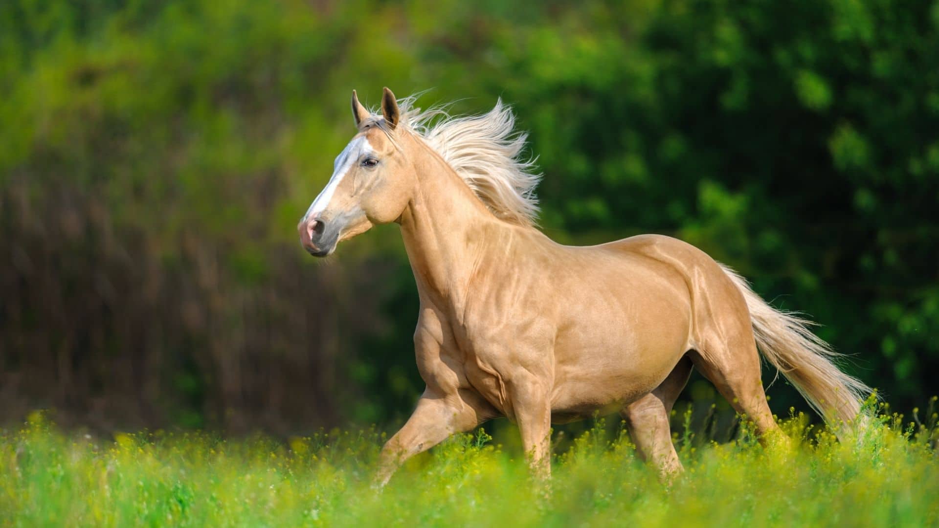 Are Palomino Horses a Breed, Expensive, Purebred, or a Color
