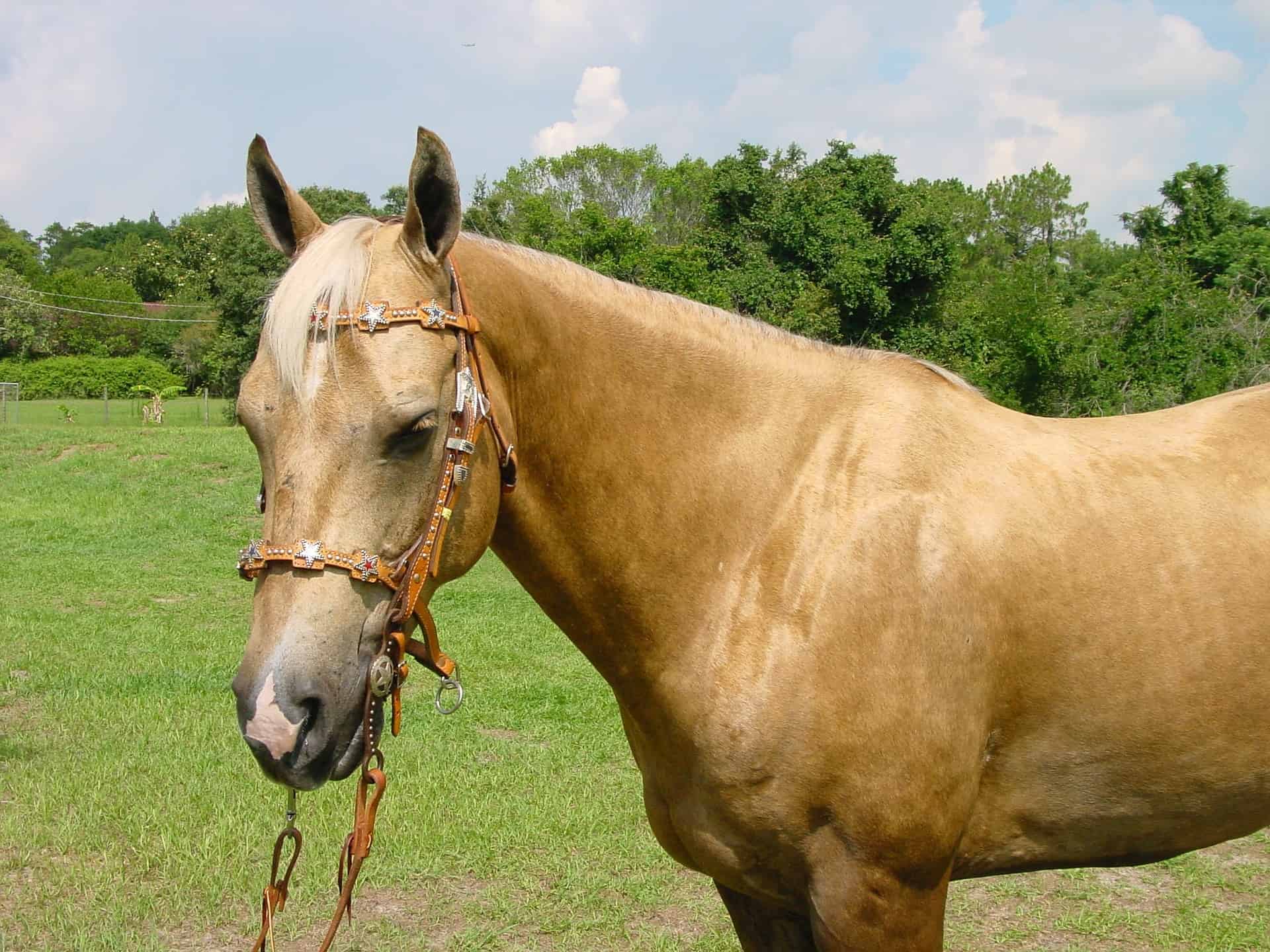 Interesting Palomino Horse Facts You Never Knew About