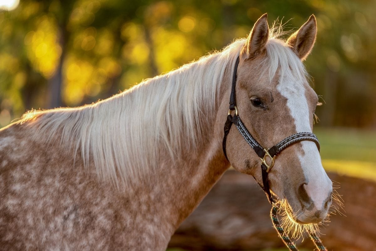 Dapple Palomino Horse Photo, Breeds, and Where to Buy Horse Hints