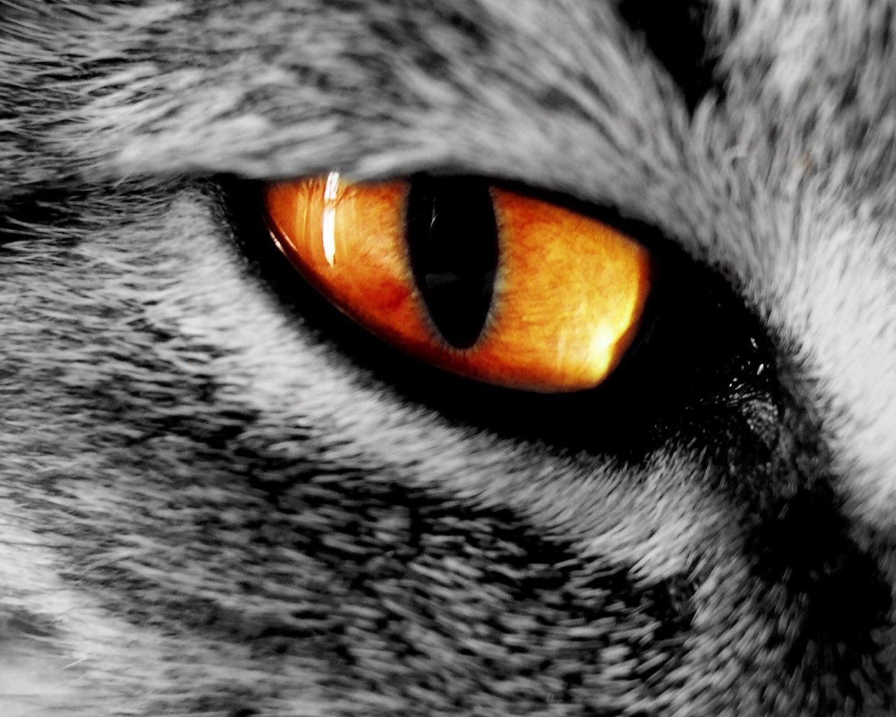 cats animals fire eye 1280x1024 wallpaper High Quality Wallpaper, High Definition Wallpaper