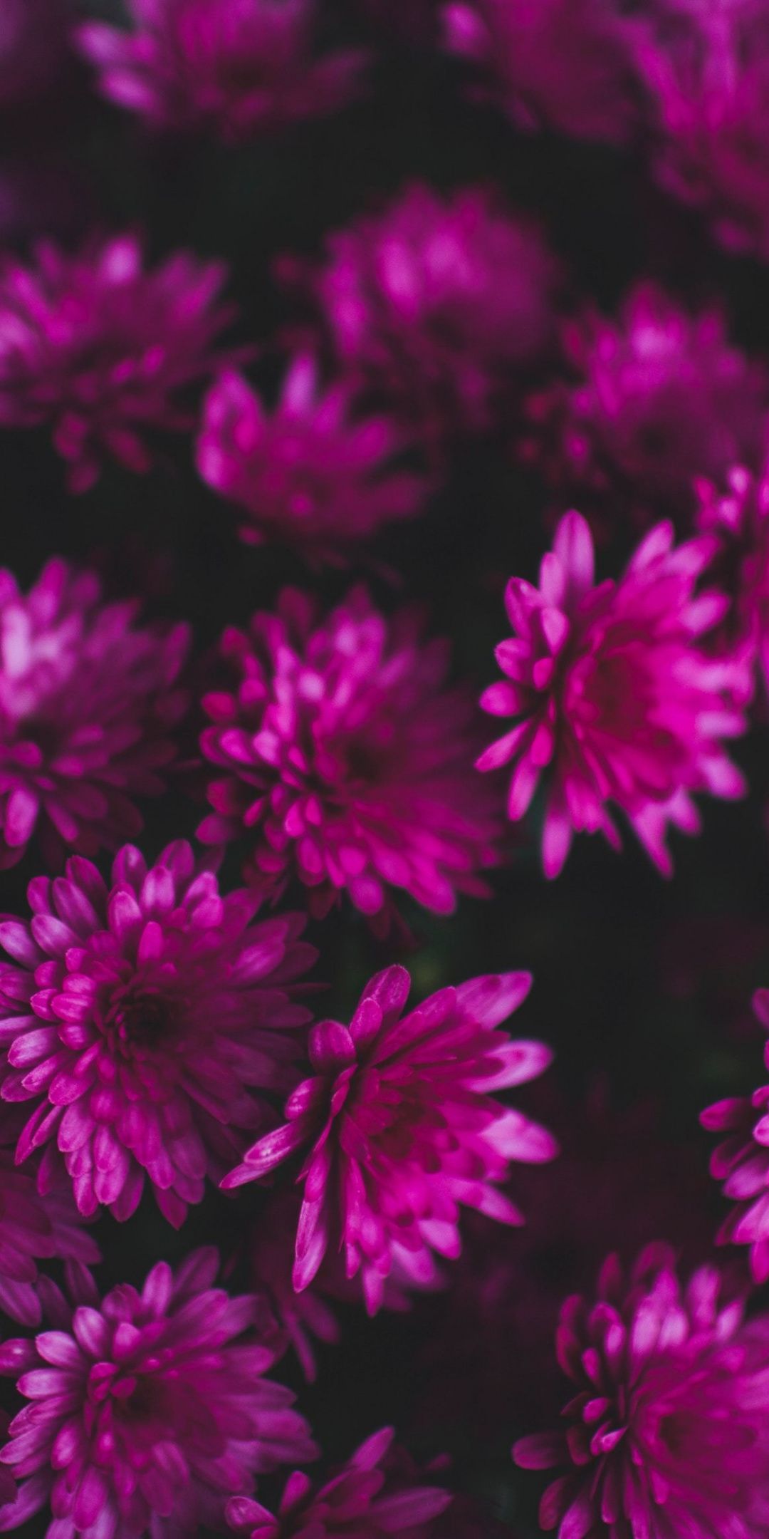 Pink, small flowers, bloom wallpaper. Chrysanthemum bouquet, Purple flowers wallpaper, Flower wallpaper