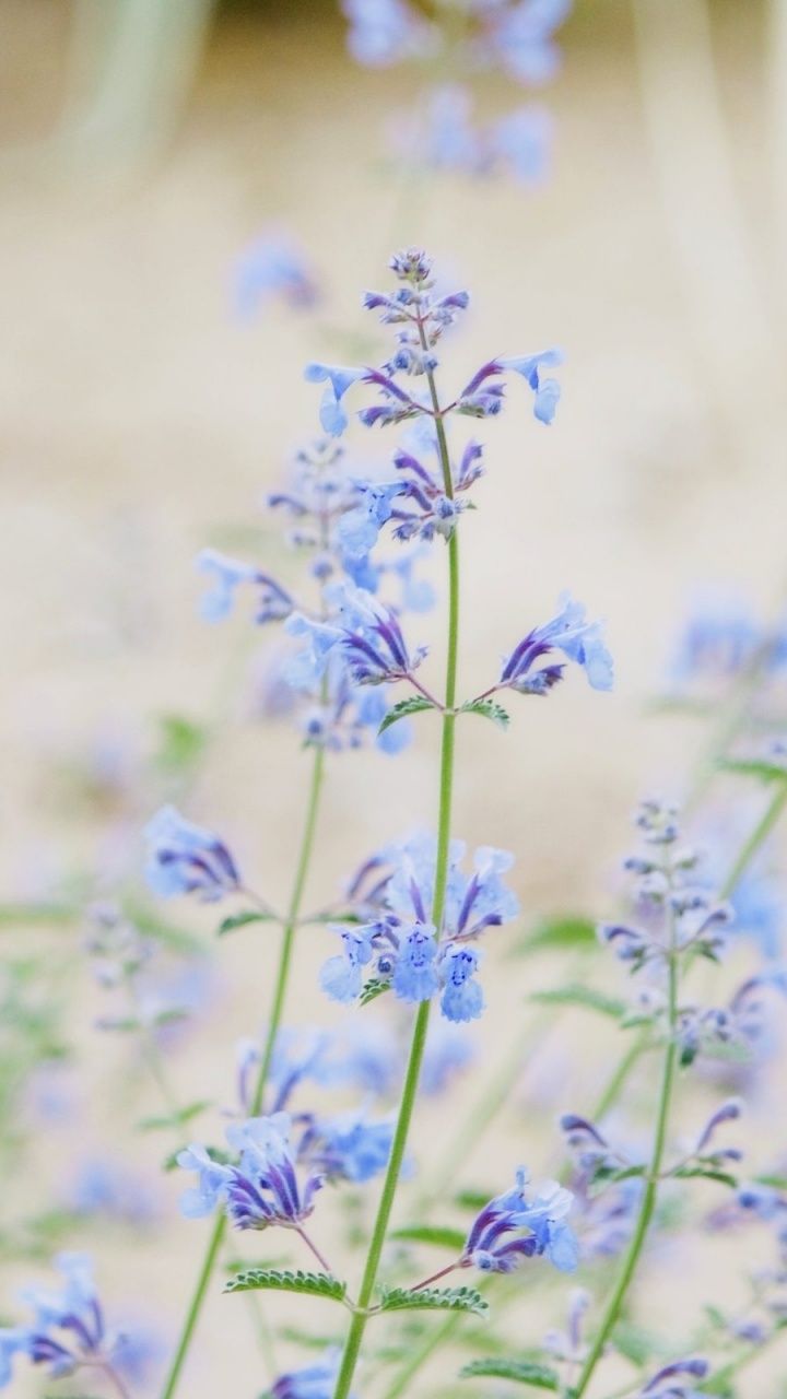 soft flowers blue 720x1280 Wallpaper. Hot HD Wallpaper. Flower background wallpaper, Flower background, Flower mobile