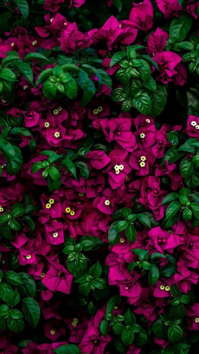 for Floral Background To Decorate Your Screen With