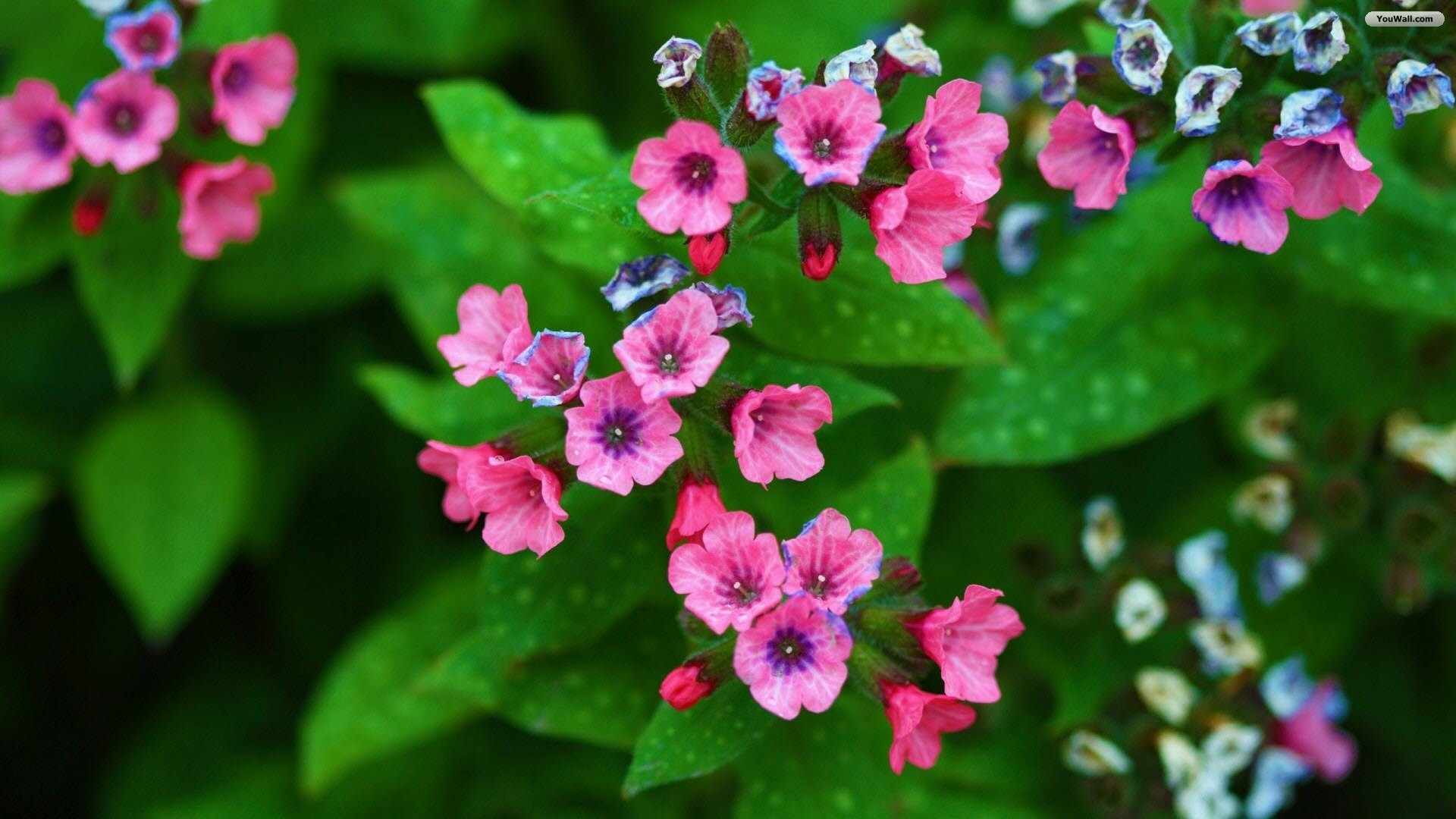 Tiny Pink Flowers Wallpaperwallpaperfree