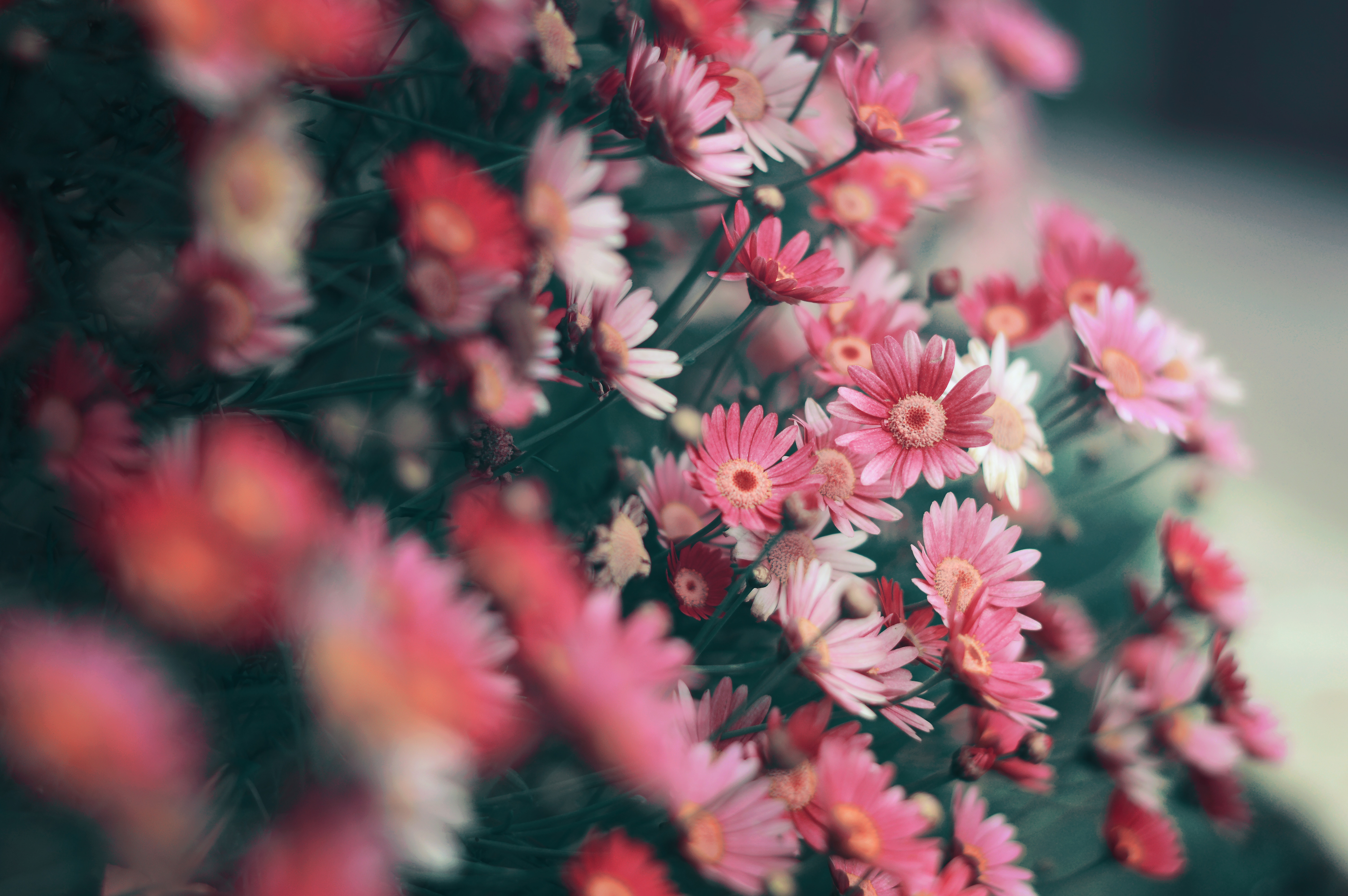 6016x4000 #flowers, #petal, #small, #rose, #daisy, #floral, #PNG image, #cute, #flower, #wallpaper, #bouquet, #landscape, #detail, #stem, #pink, #nature, #plant, #view. Mocah HD Wallpaper