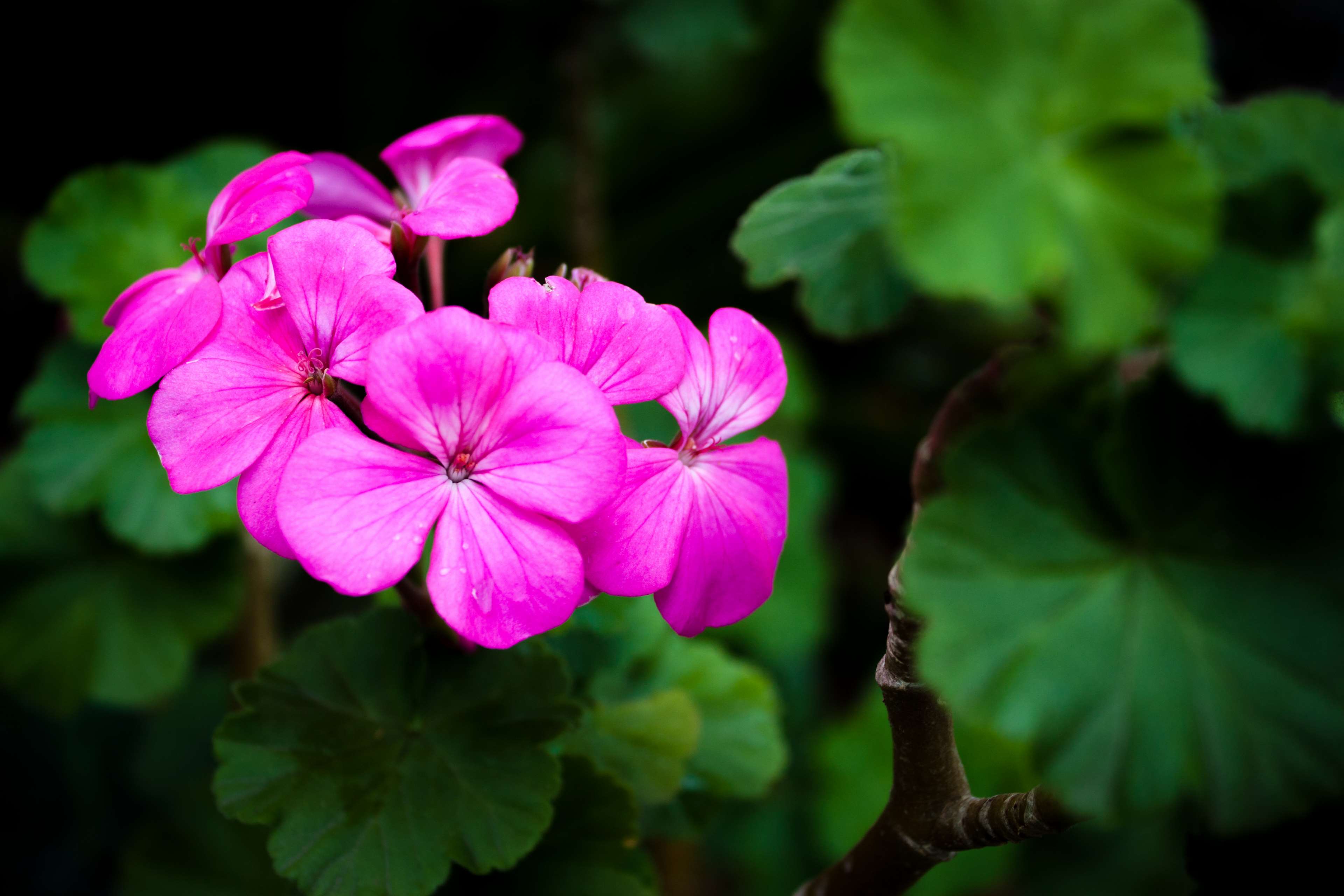 beautiful flowers, pink flowers, pink flowers against green leaves, small pink flowers 4k wallpaper