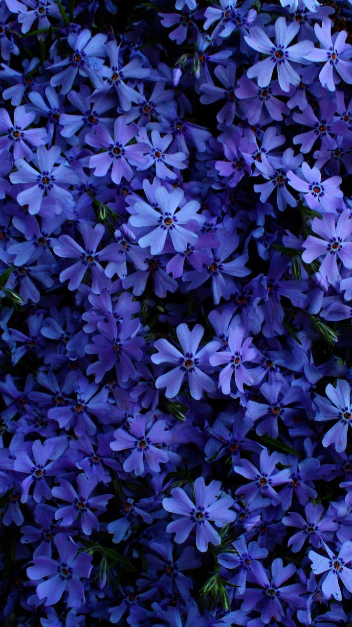 Bloom, small, blue flowers, 720x1280 wallpaper. Blue flower wallpaper, Beautiful flowers wallpaper, Blue flowers
