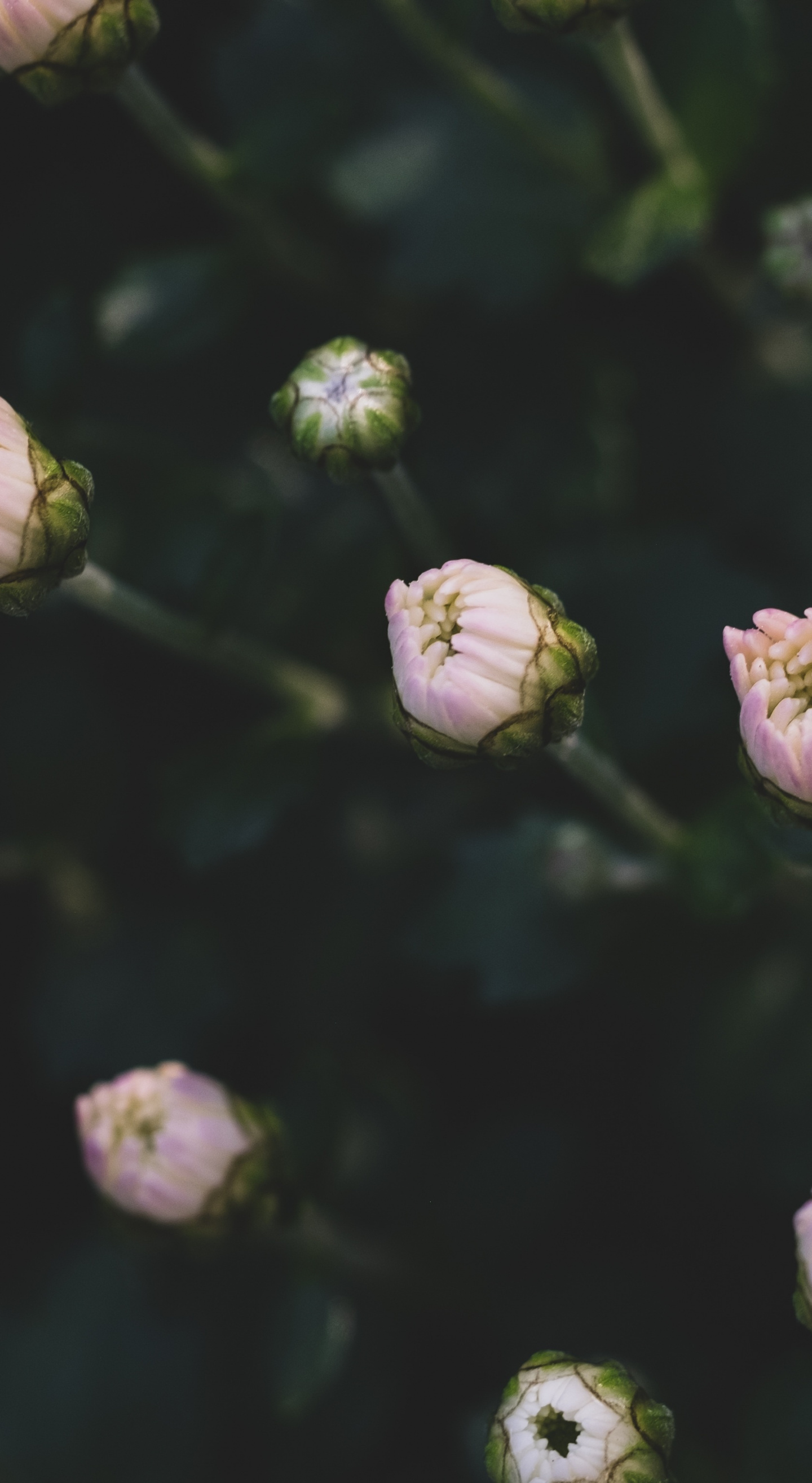 Small Flowers, Blur, Bloom, Wallpaper Flower Wallpaper iPhone
