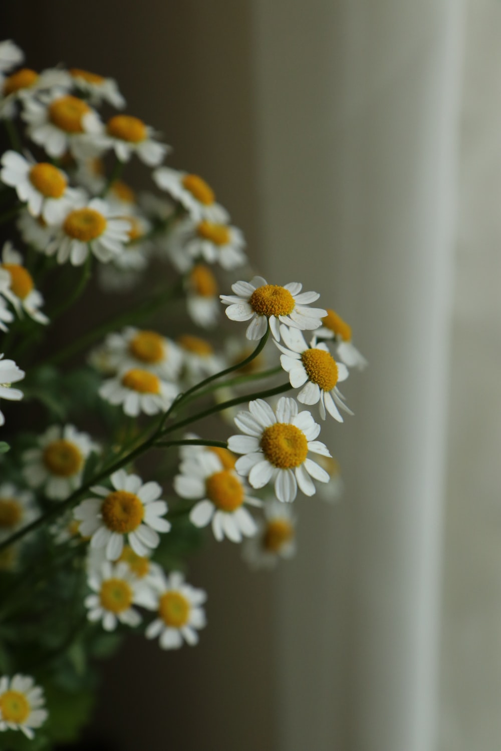 white and yellow daisy flowers photo