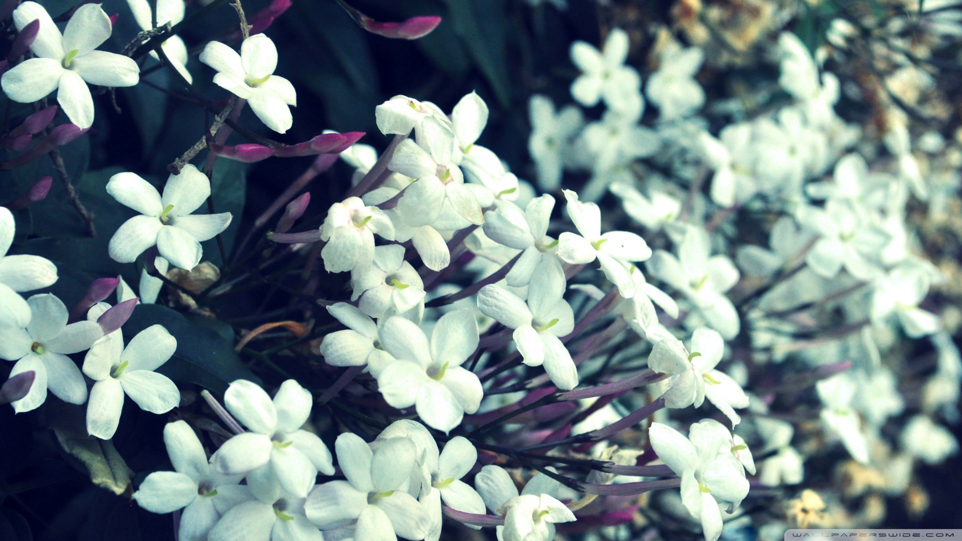 Download Tiny White Flowers Wallpaper 1920x1080
