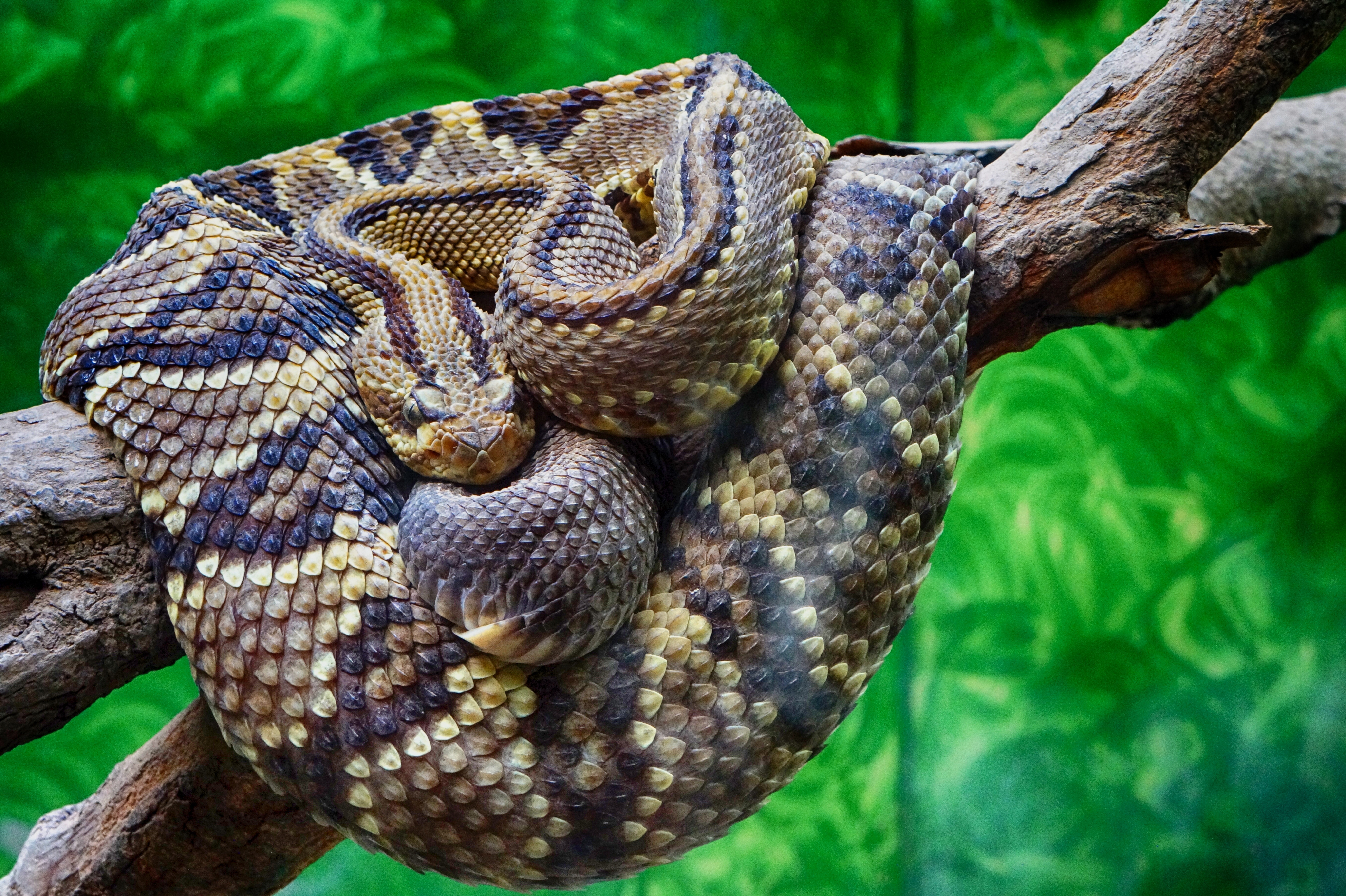 Wallpaper, wildlife, VIPER, serpent, scales, rattlesnake, fauna, vertebrate, scaled reptile, boas, colubridae, hognose snake 5456x3632