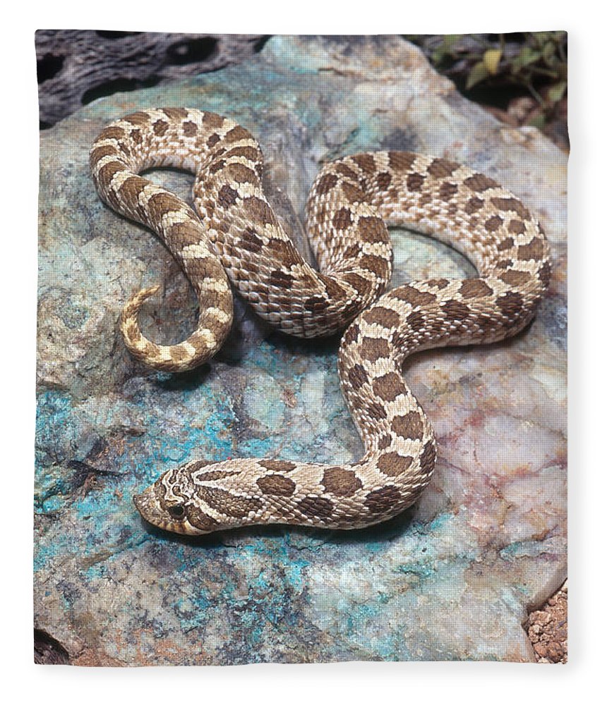 Western Hognose Snake Fleece Blanket by Craig K. Lorenz