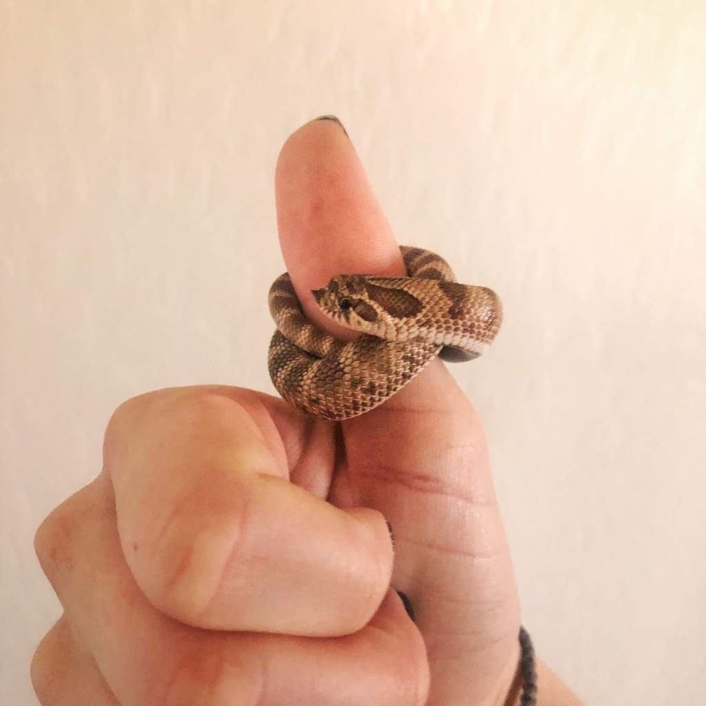 Hey everyone! Meet my baby western Hognose, Simon :). Snake Amino Amino