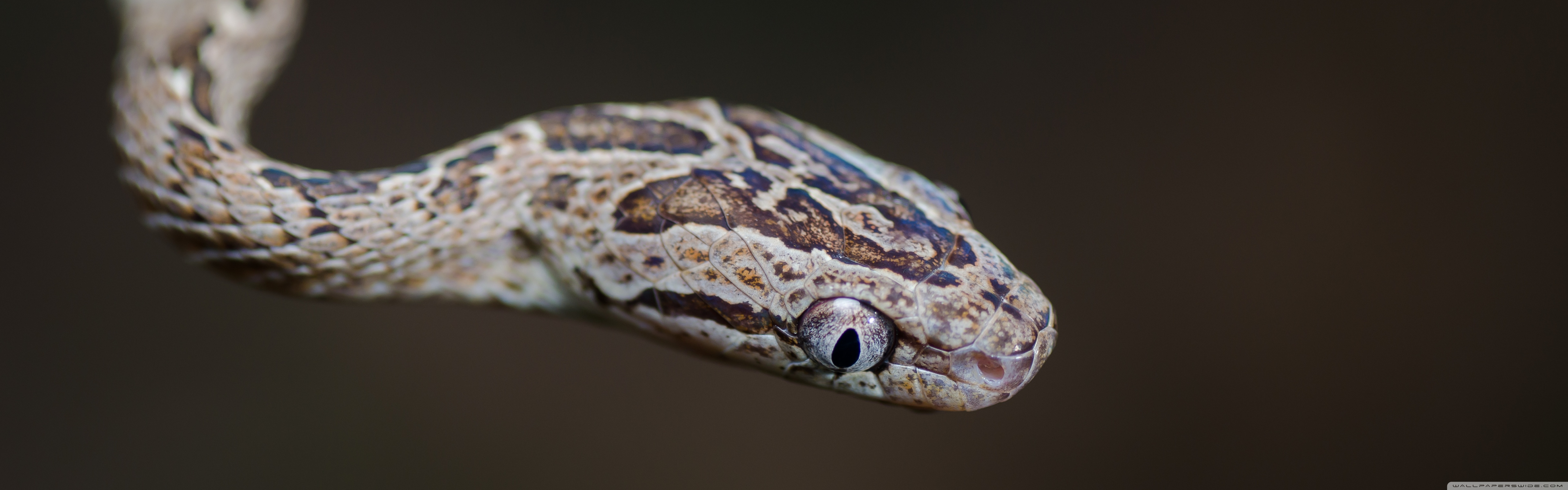 Many Spotted Cat Snake Head Macro Ultra HD Desktop Background Wallpaper For 4K UHD TV, Widescreen & UltraWide Desktop & Laptop, Multi Display, Dual & Triple Monitor, Tablet