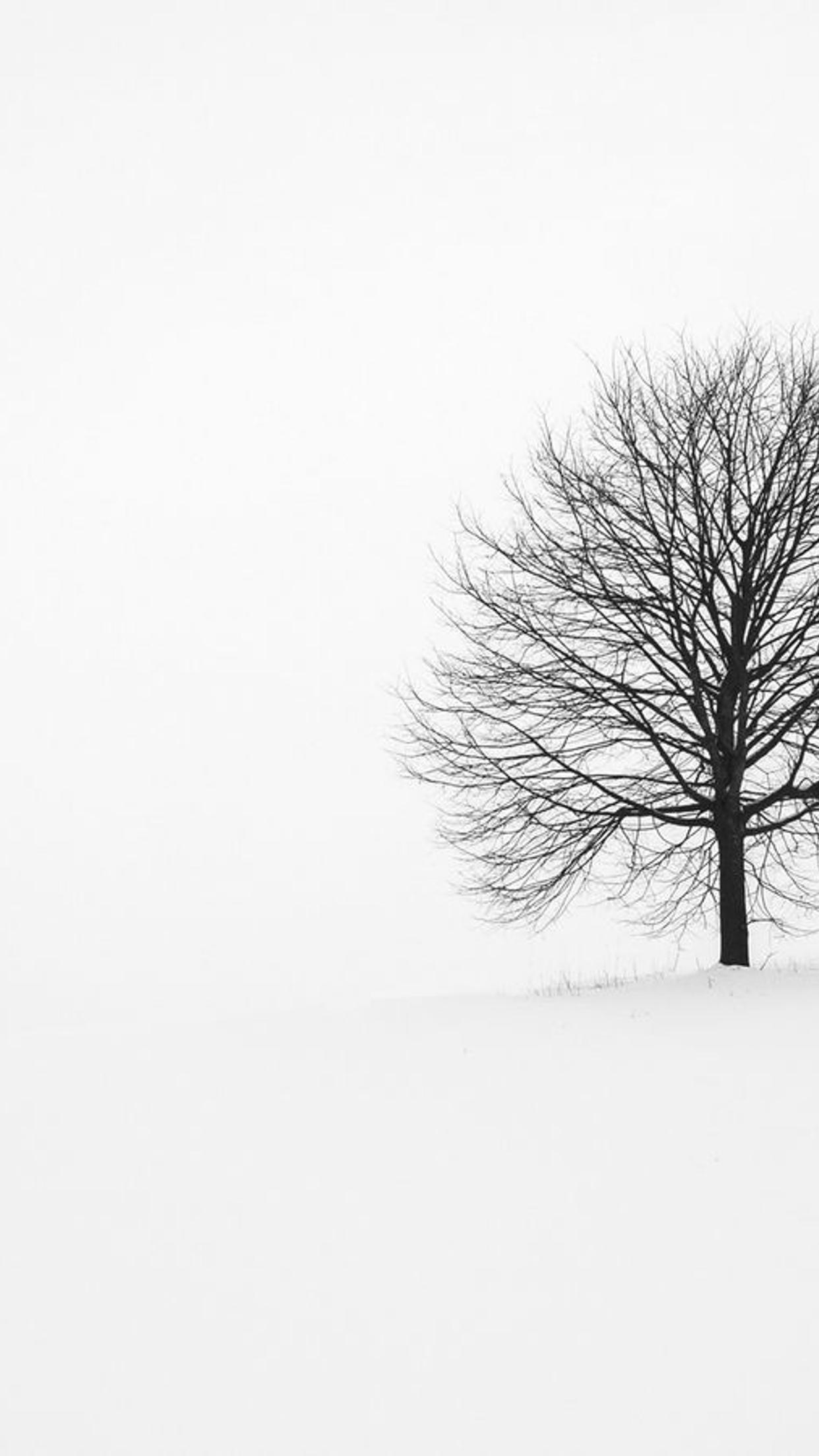 Winter White Tree Wallpapers - Wallpaper Cave