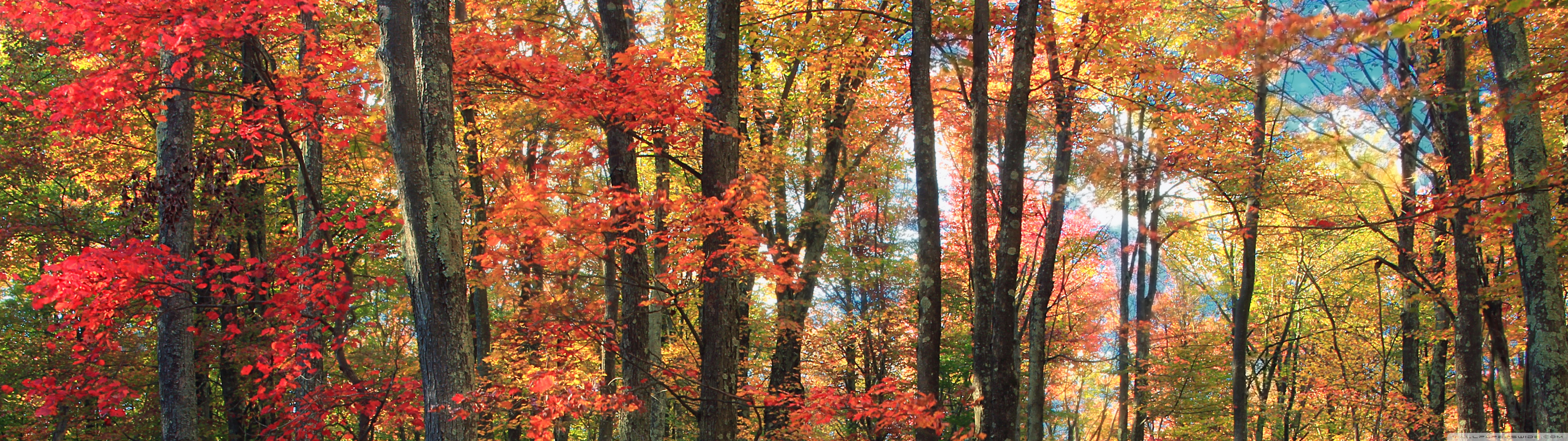 Autumn Tones Ultra HD Desktop Background Wallpaper for 4K UHD TV, Widescreen & UltraWide Desktop & Laptop, Multi Display, Dual Monitor, Tablet