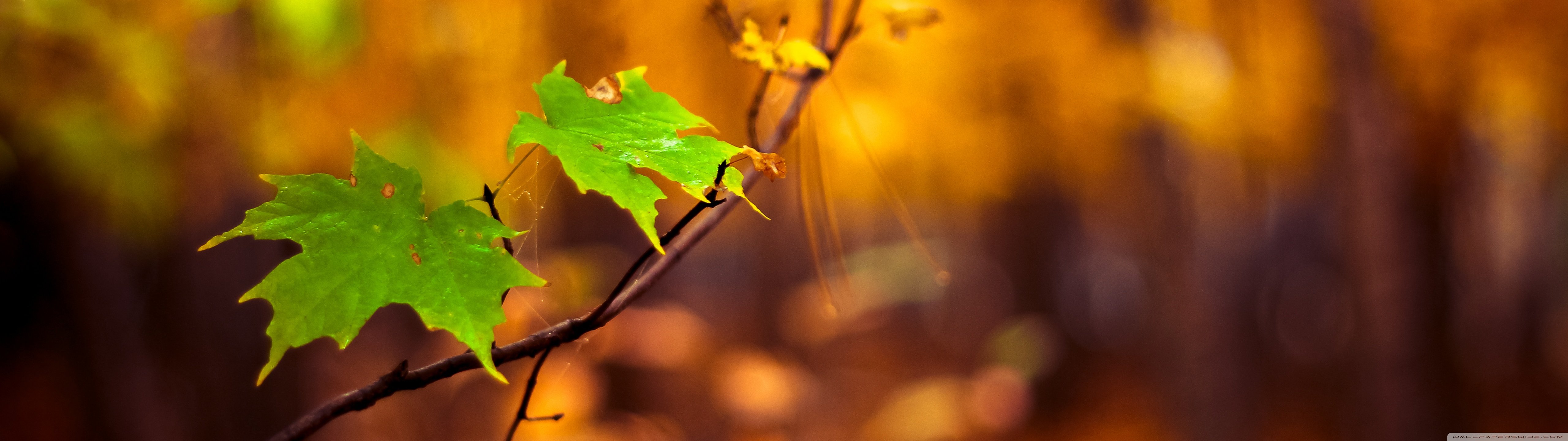 Green Leaves Autumn Ultra HD Desktop Background Wallpaper for: Multi Display, Dual Monitor, Tablet