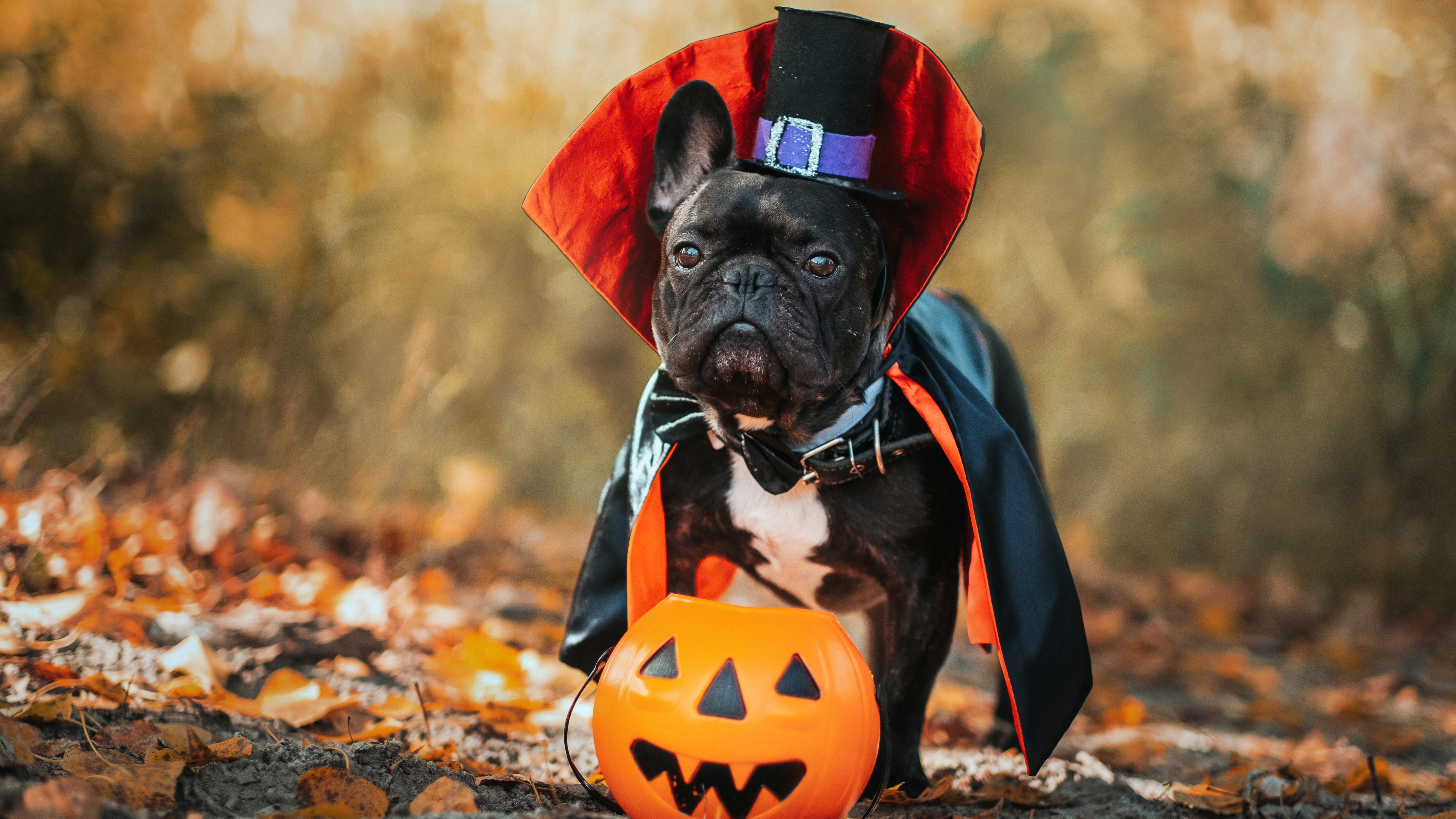 adorable dog and pet costumes for Halloween 2021