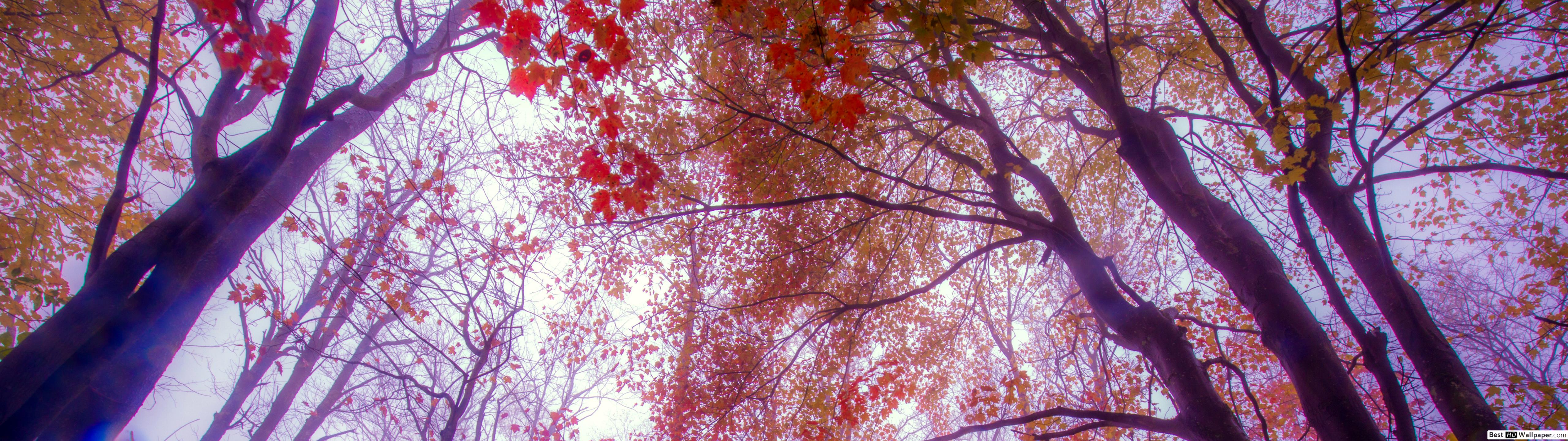 Coloured Tree HD wallpaper download