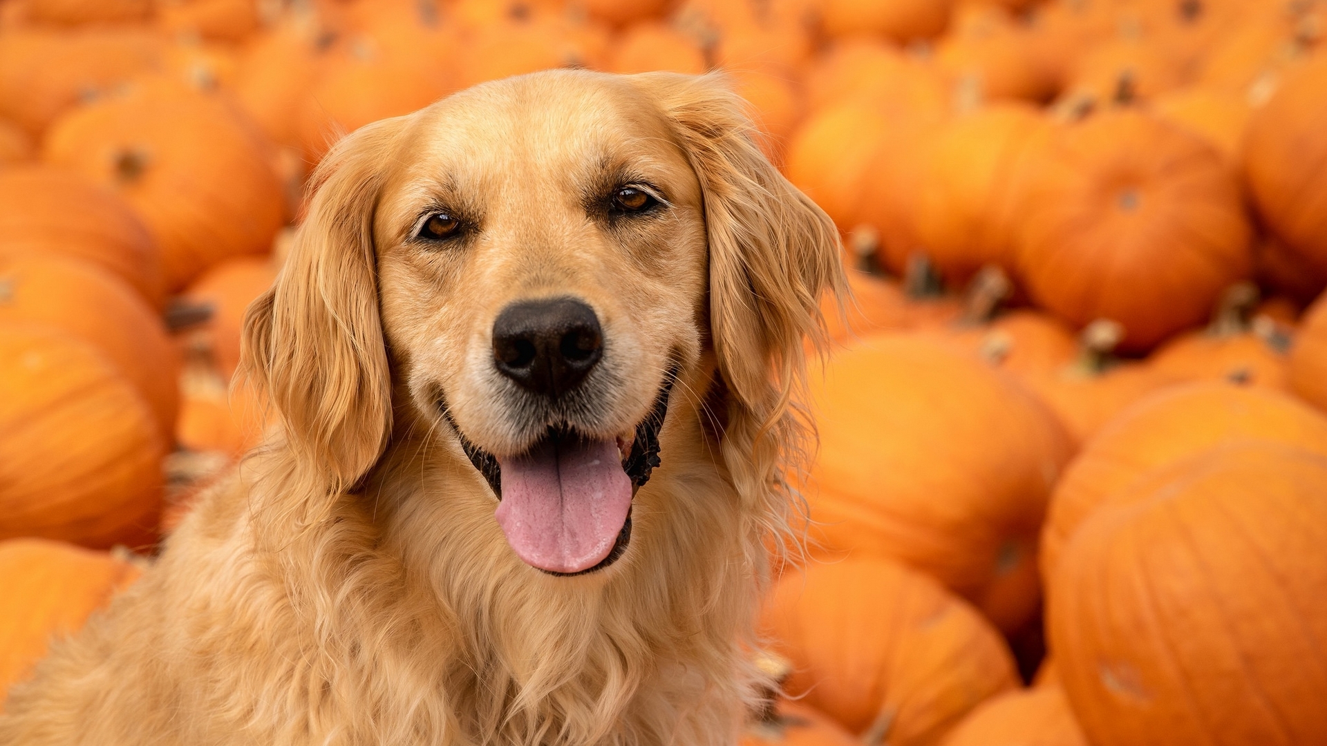 Cute Puppy Autumn Wallpapers - Wallpaper Cave