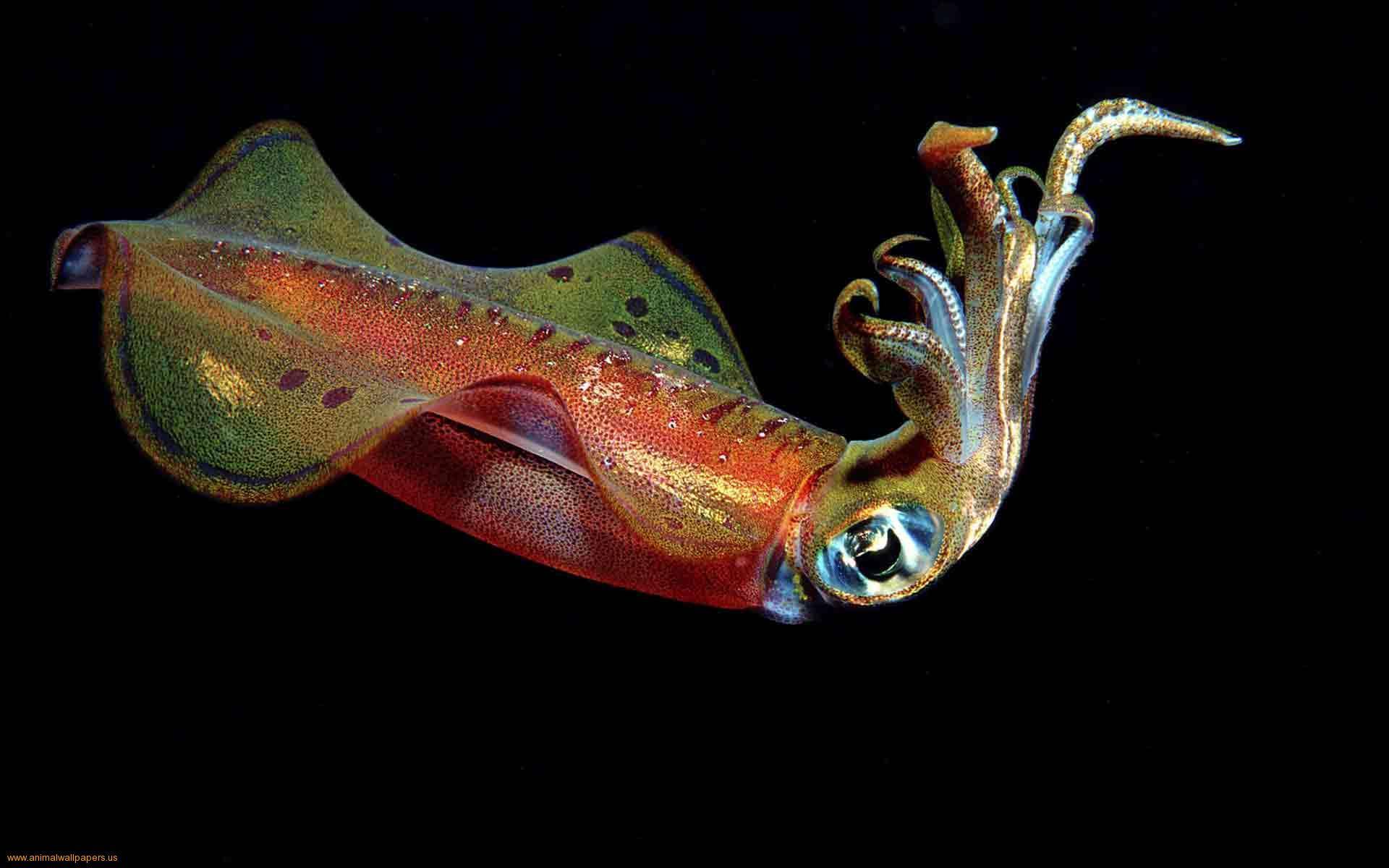 Squid HD Wallpaper