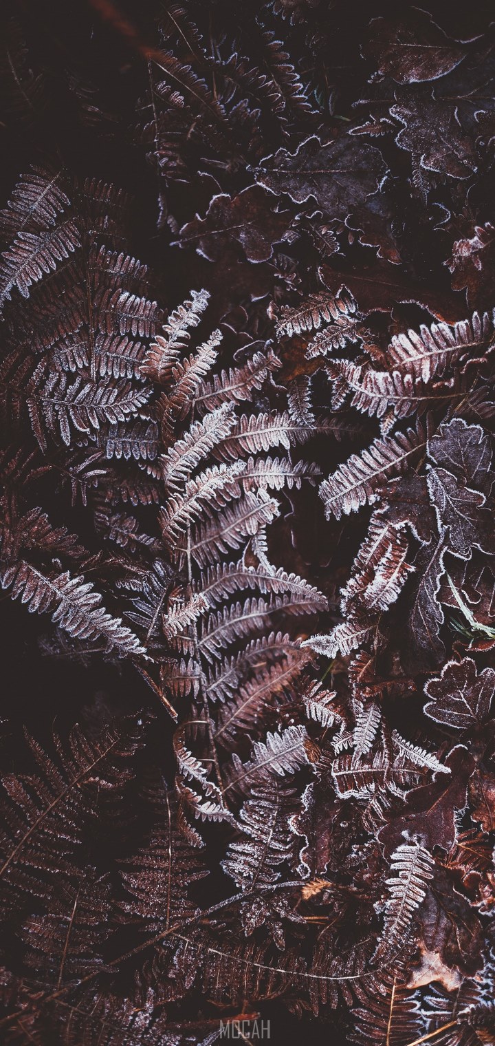 frosty ferns, Lava Z71 wallpaper HD download, 720x1520. Mocah HD Wallpaper