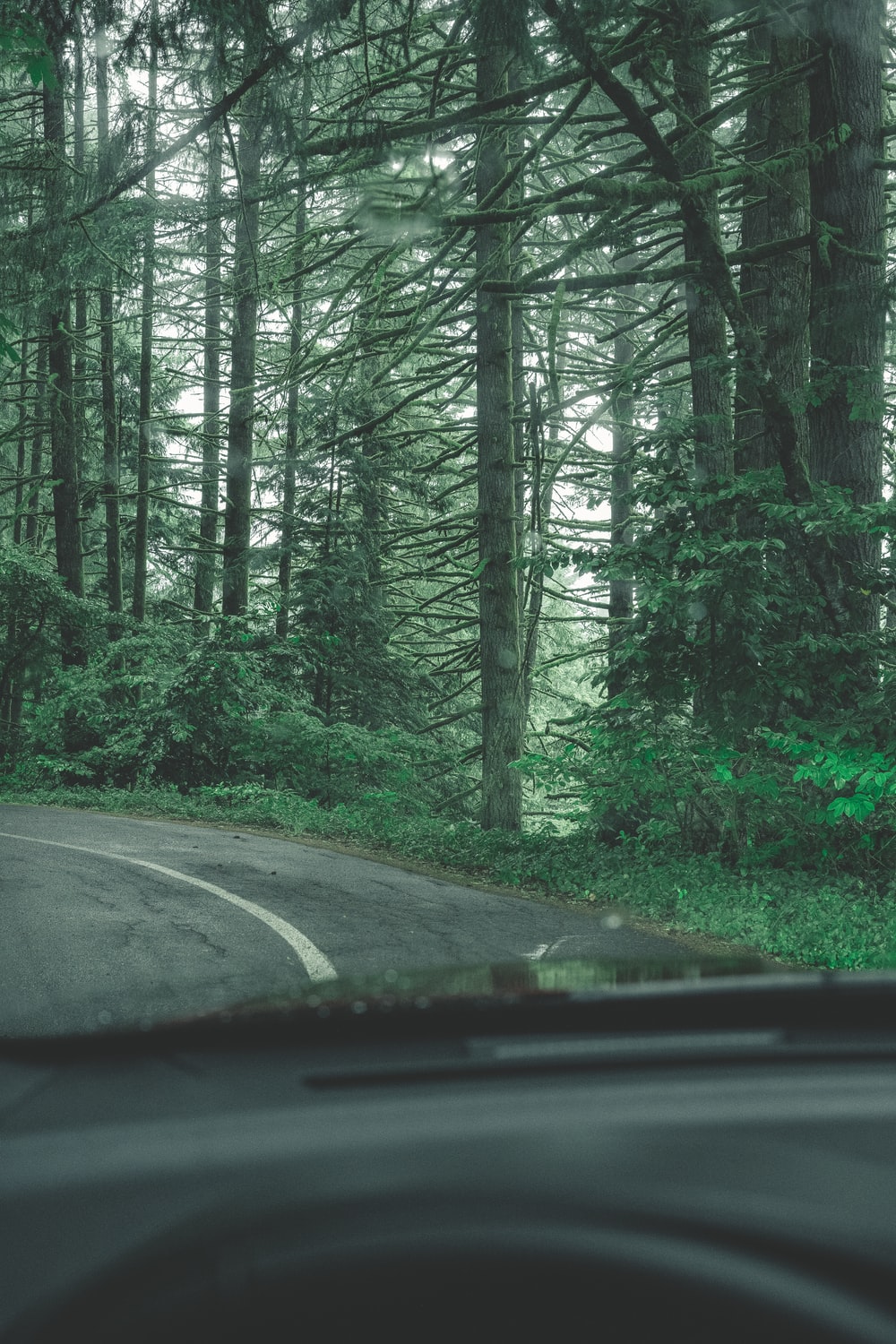 tall green trees beside road at daytime photo