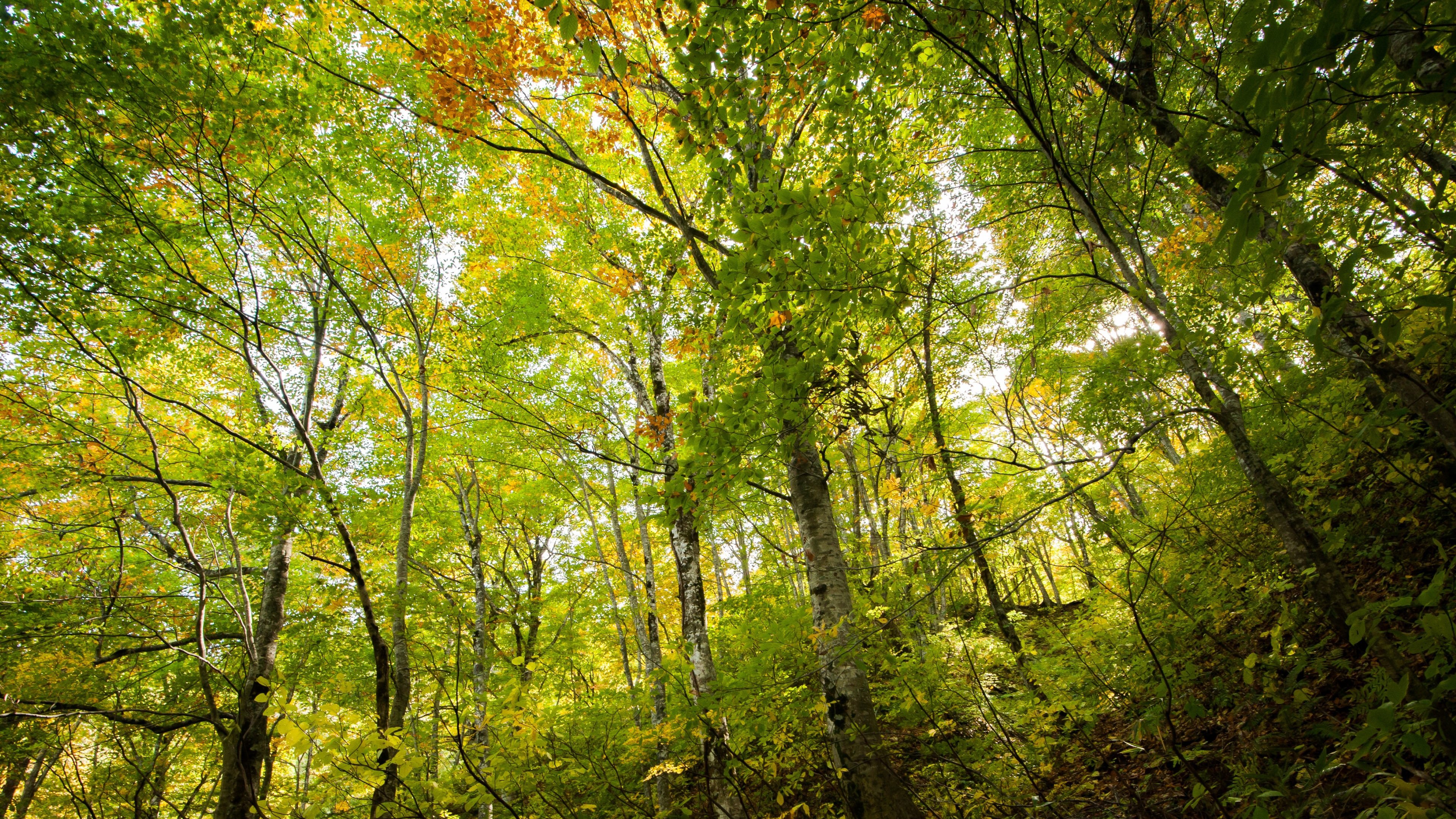 forests, Jungles, Shining, Sun, Tall, Trees, Green, Grass, Tropical, Islands Wallpaper HD / Desktop and Mobile Background