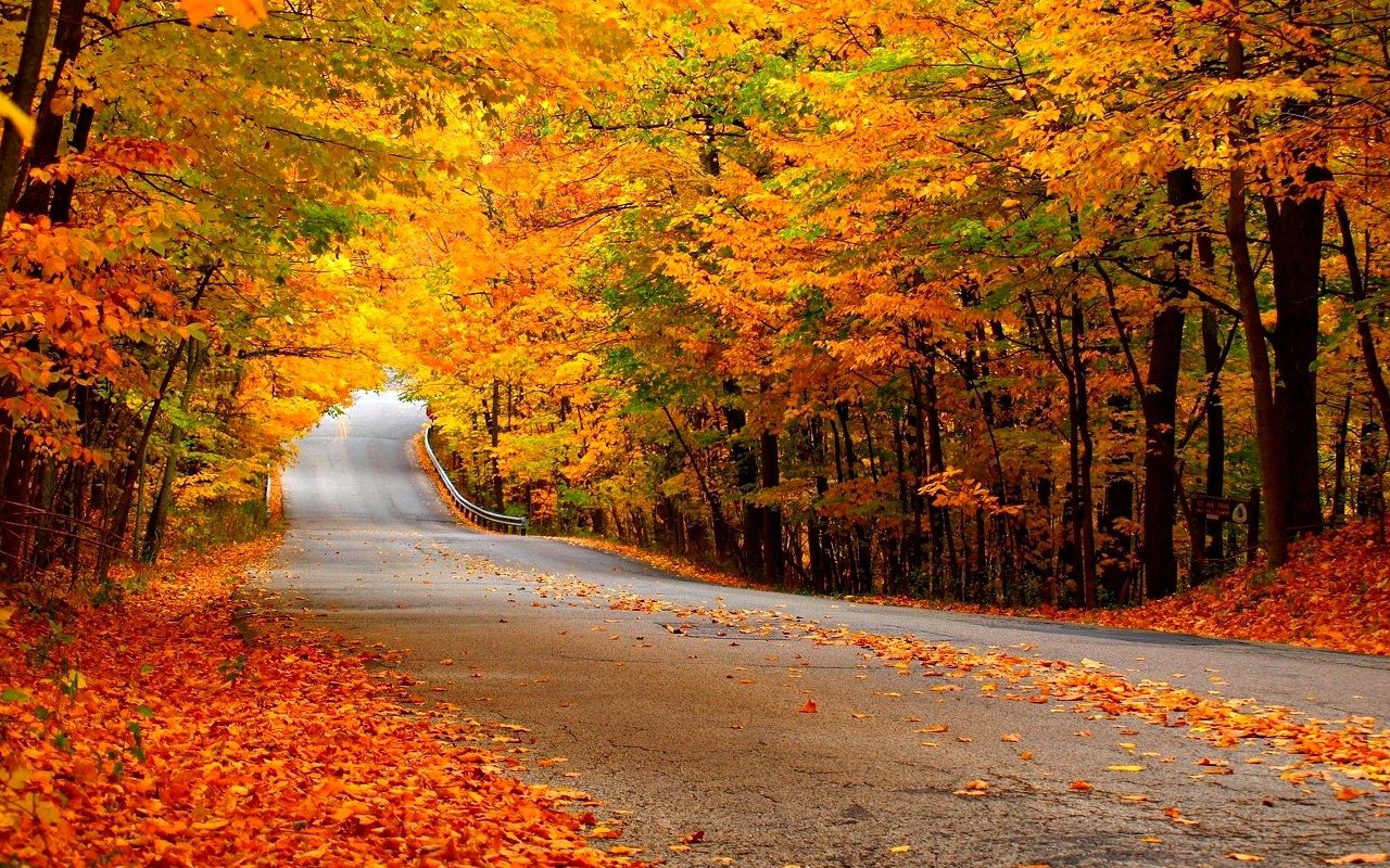 Go quot;Leaf Peepingquot; with These Autumn Wallpaper 1600×1078 Autumn Pics Wallpaper (27 Wallpaper). Adorable Wallpape. Autumn forest, Nature tree, Landscape