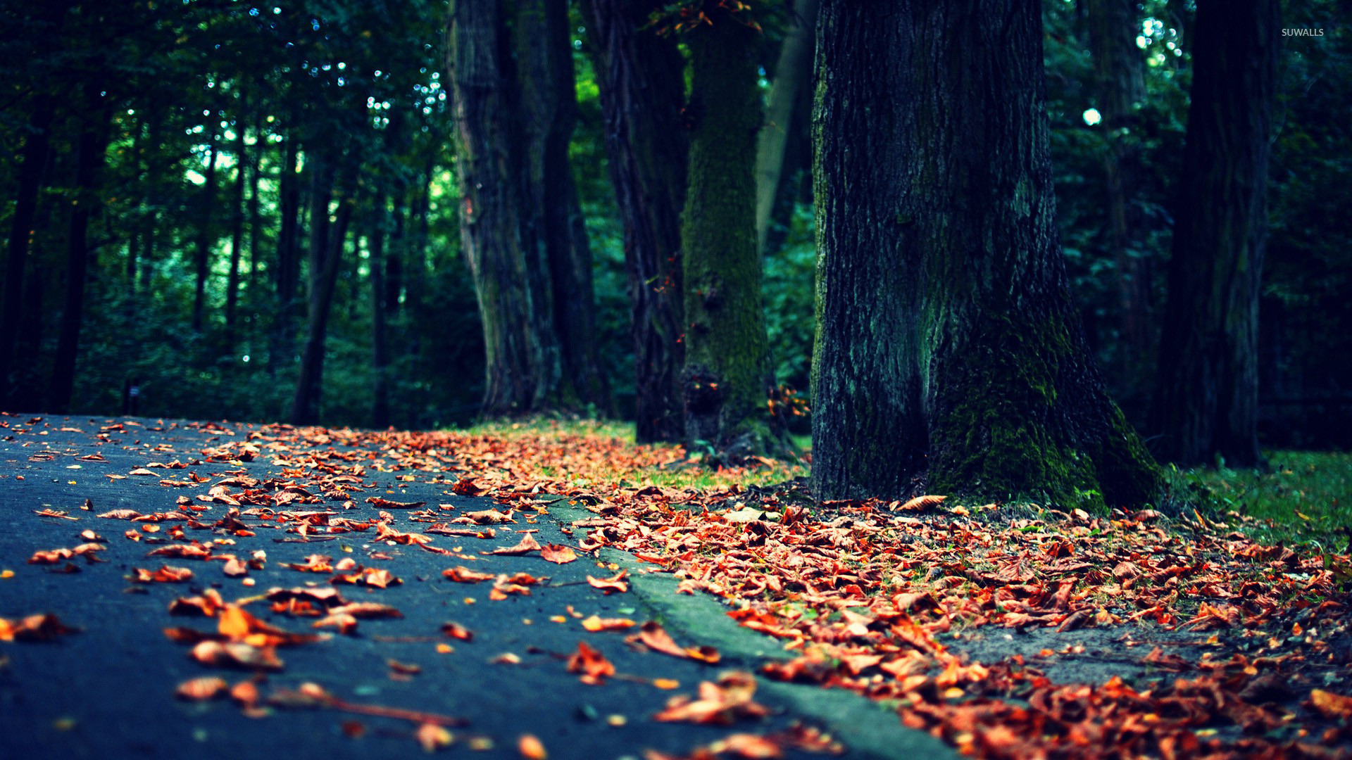 Leaves on the road wallpaper wallpaper