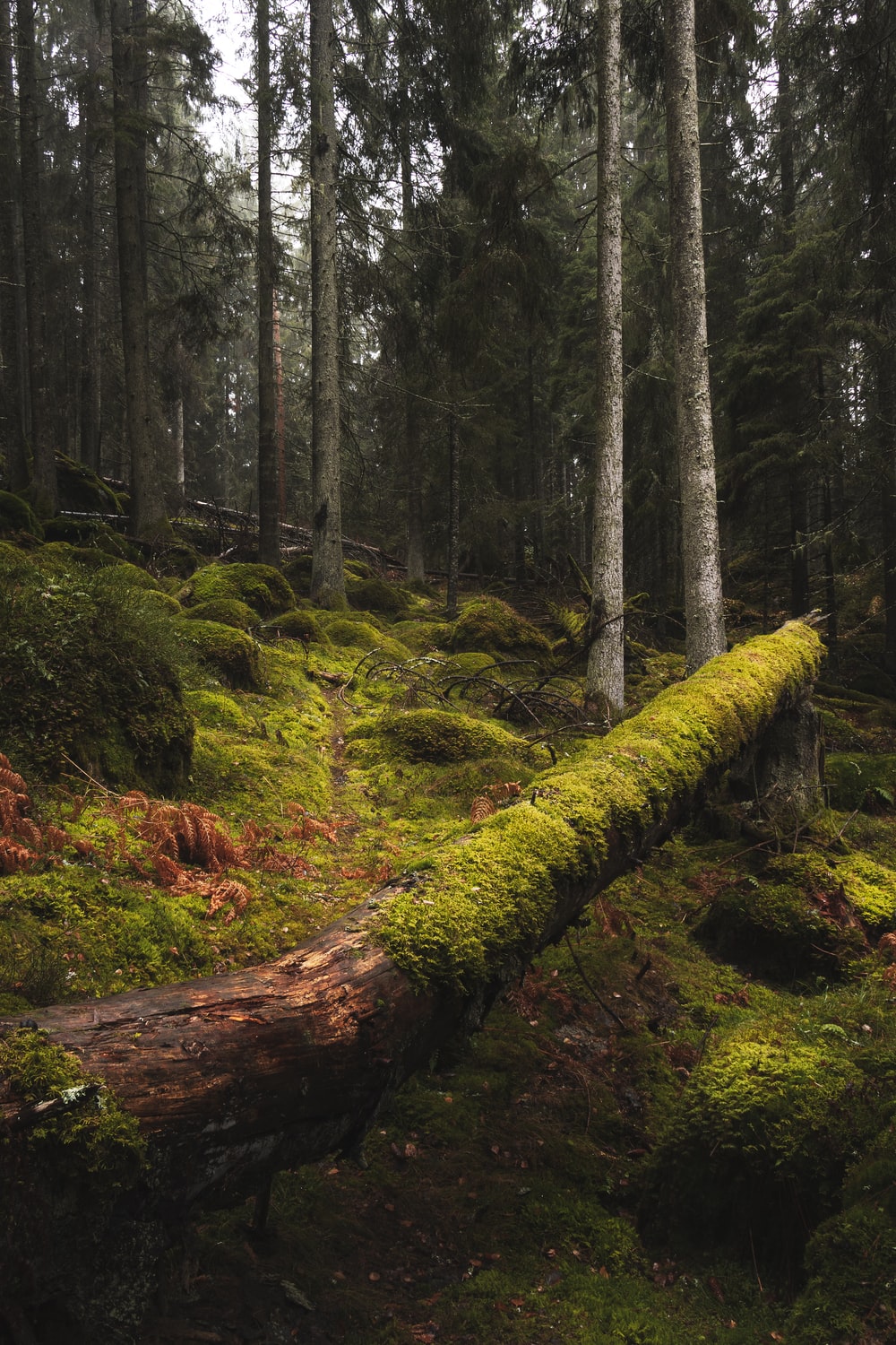 forest with tall green trees photo