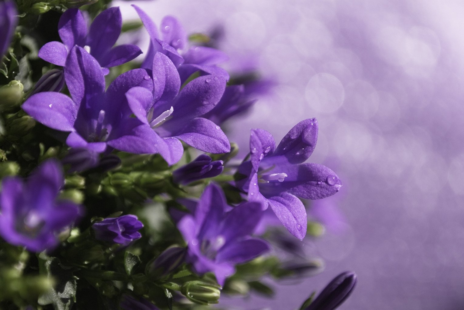 Wallpaper, purple, green, flower, flora, petal, viola, wildflower, flowering plant, close up, annual plant, violet family, bellflower family, herbaceous plant 1529x1024