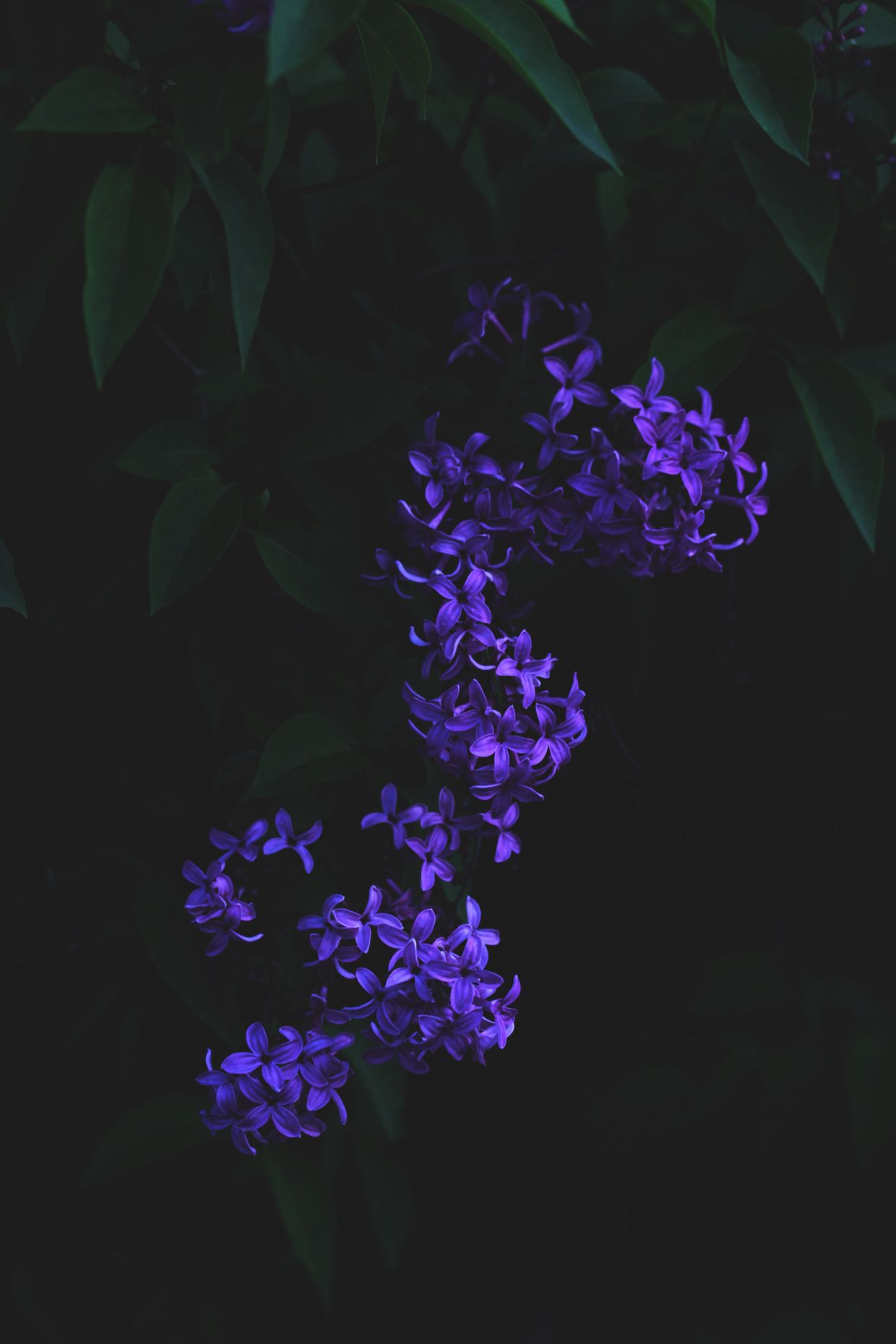 Miscellaneous Pretties. Beautiful flowers picture, Purple flowers wallpaper, Black flowers wallpaper