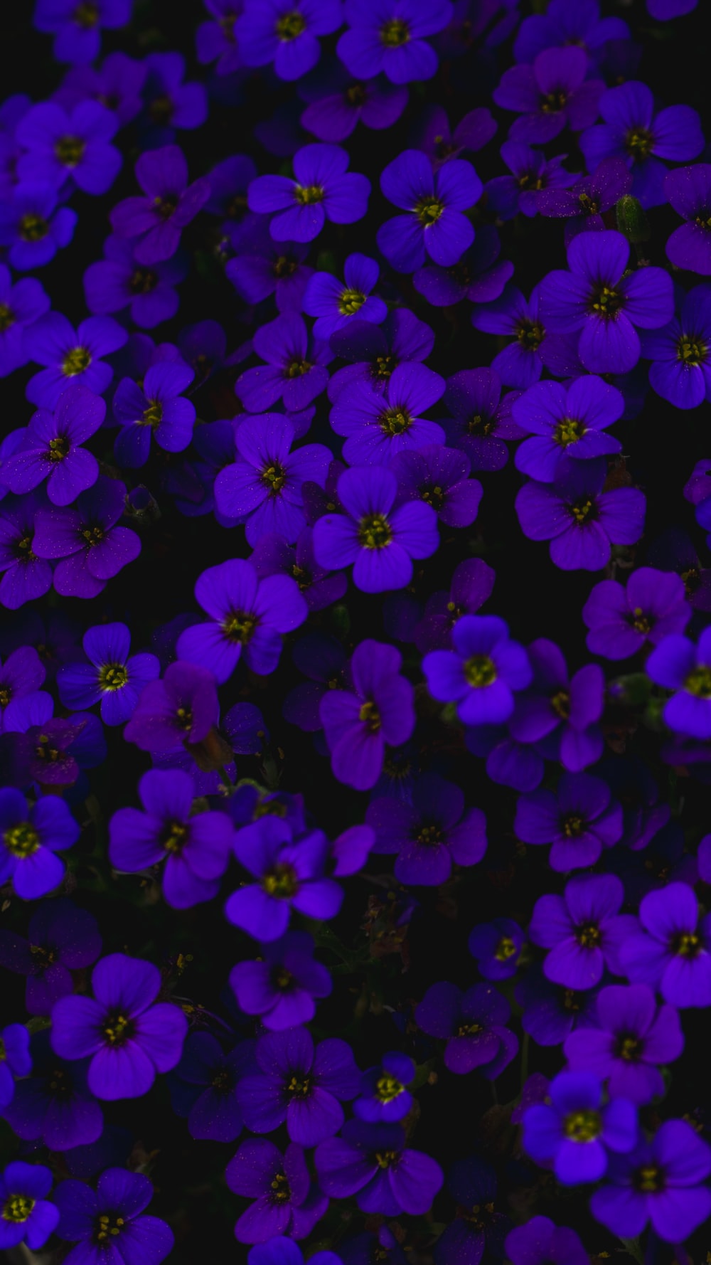 purple flowers with green leaves photo