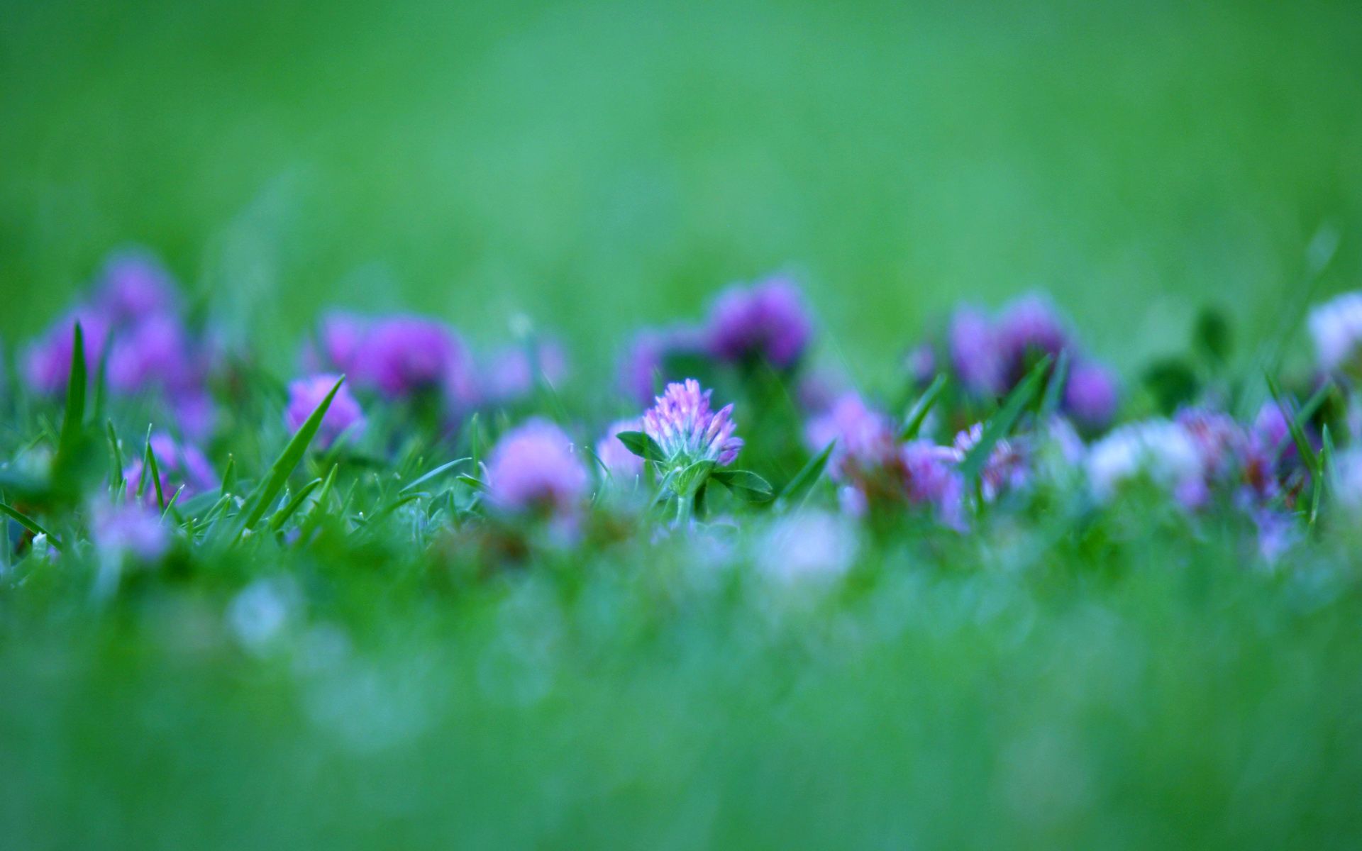 Things I like. Purple flowers wallpaper, Flower desktop wallpaper, Purple flowers