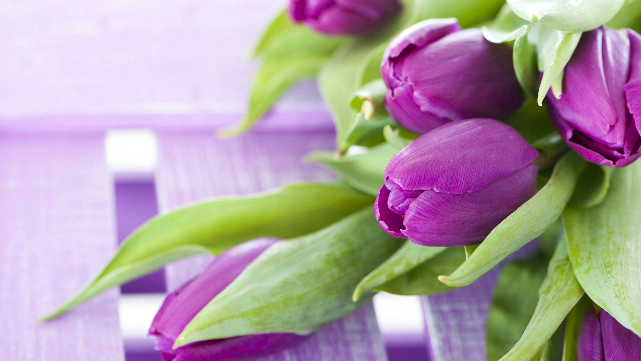 flowers, tulips, purple, green Wallpaper & Background Image