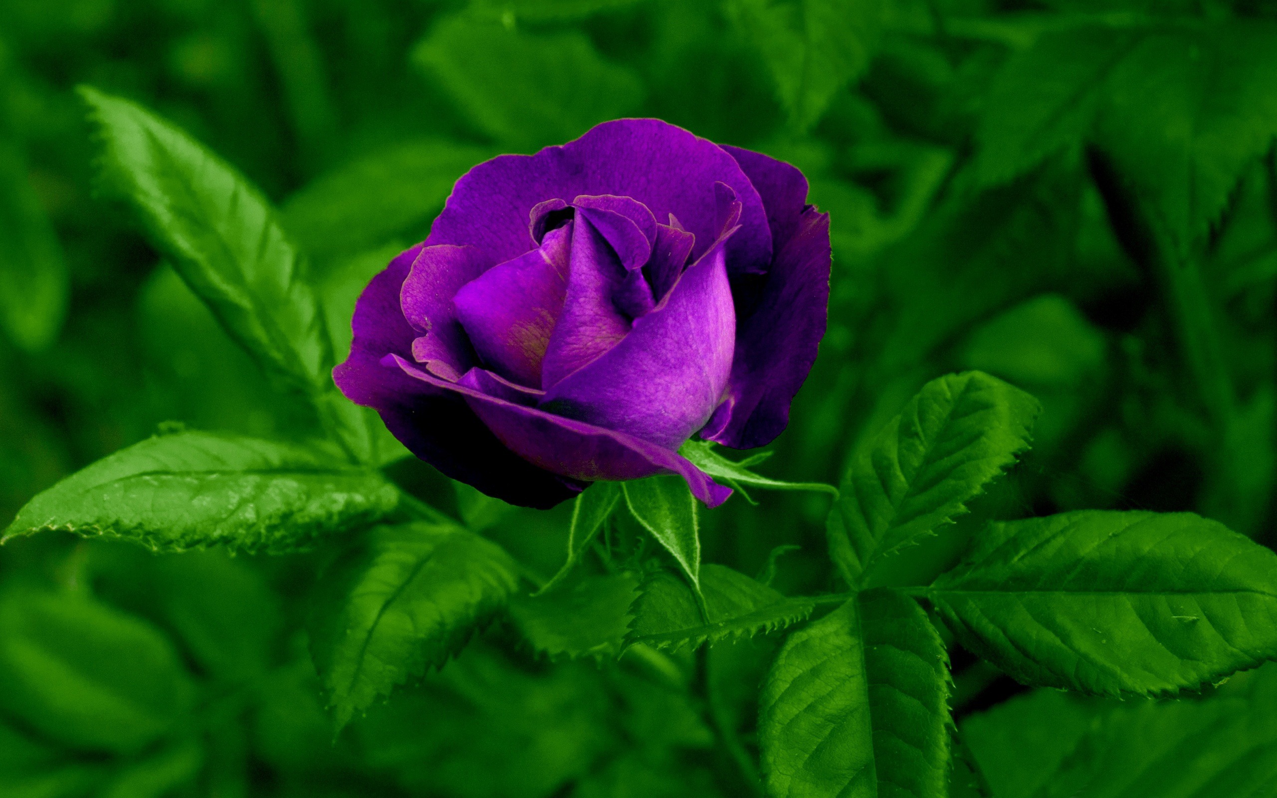 Purple Rose Green Leaves Photo HD Wallpaper